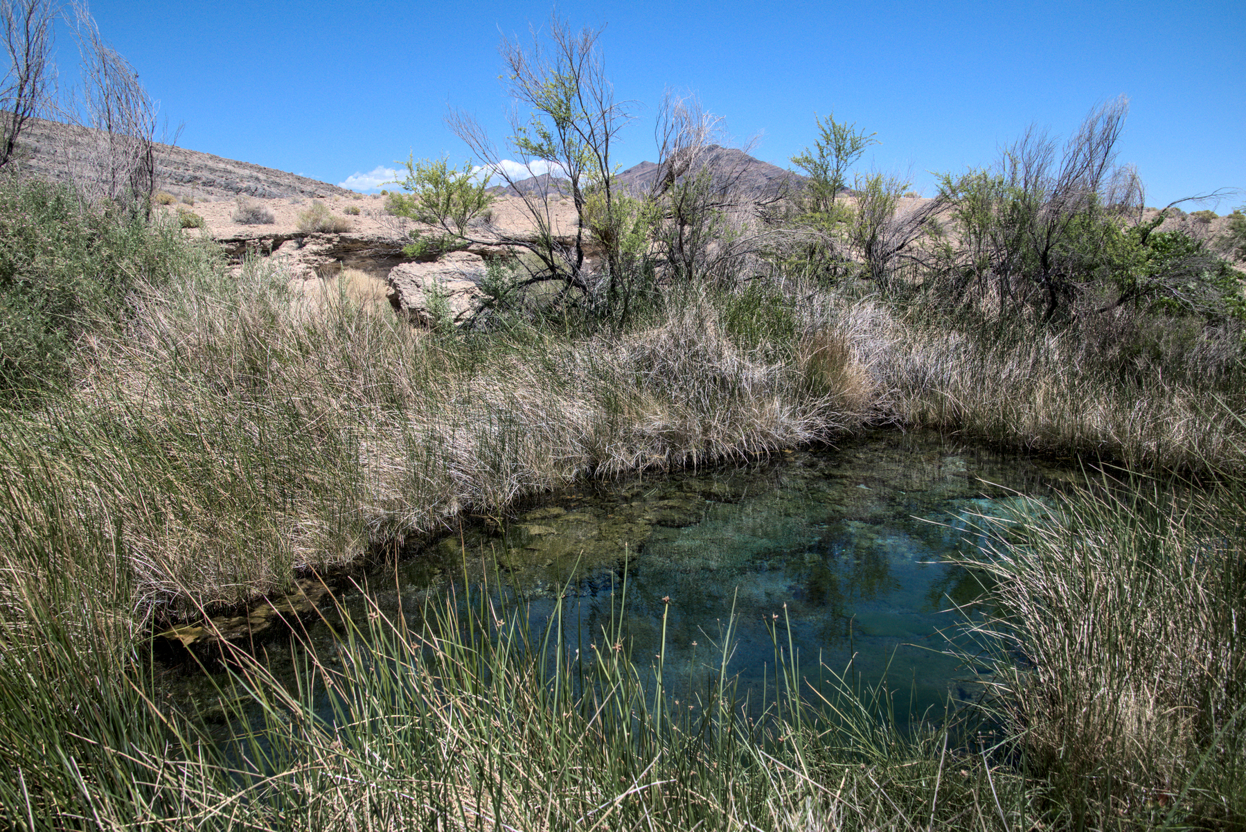 A blue green pool in the desert, surrounded by low  bushes, formed by a spring.
