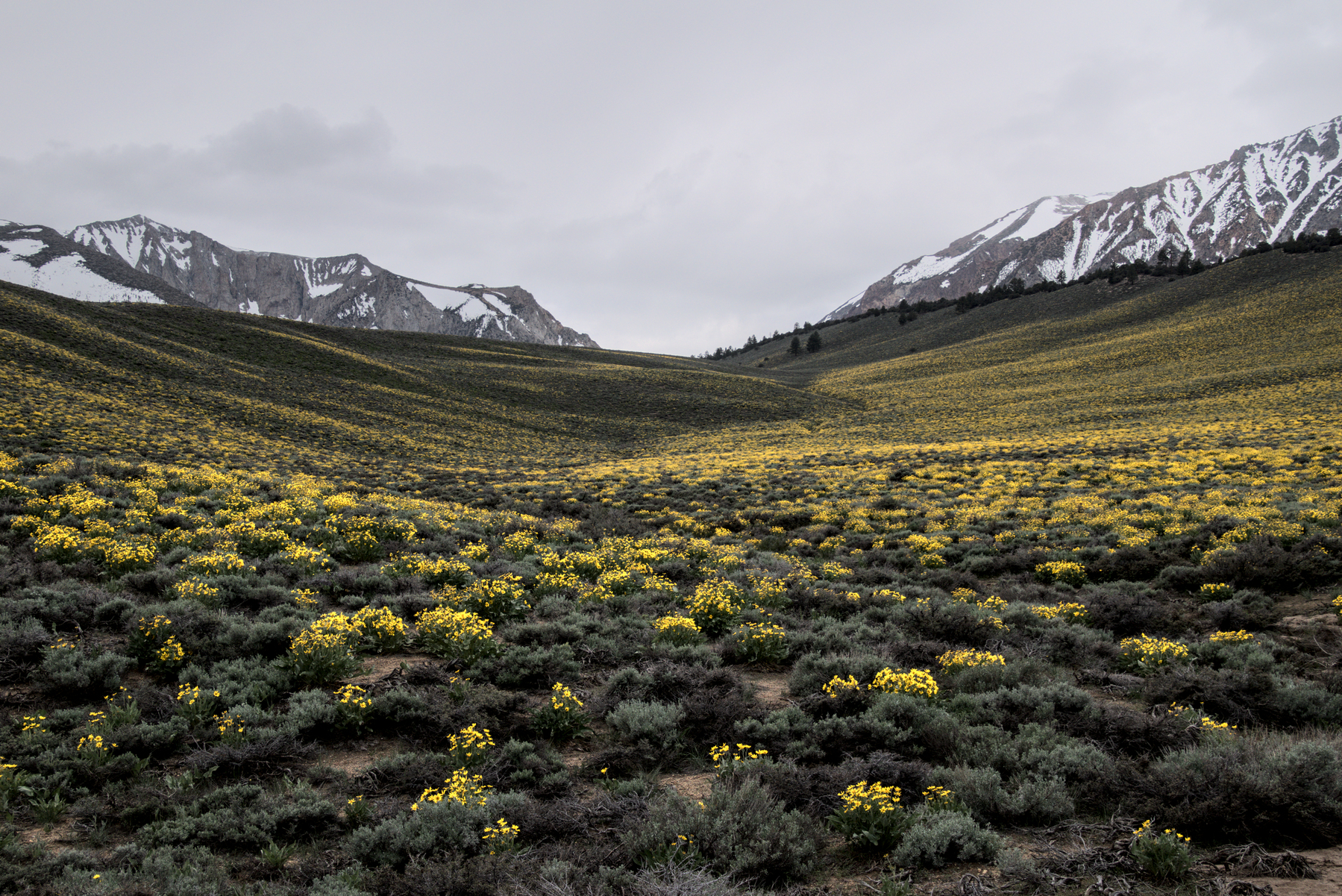 Yellow flowers fill a wide valley descending from partially snow-covered peaks.