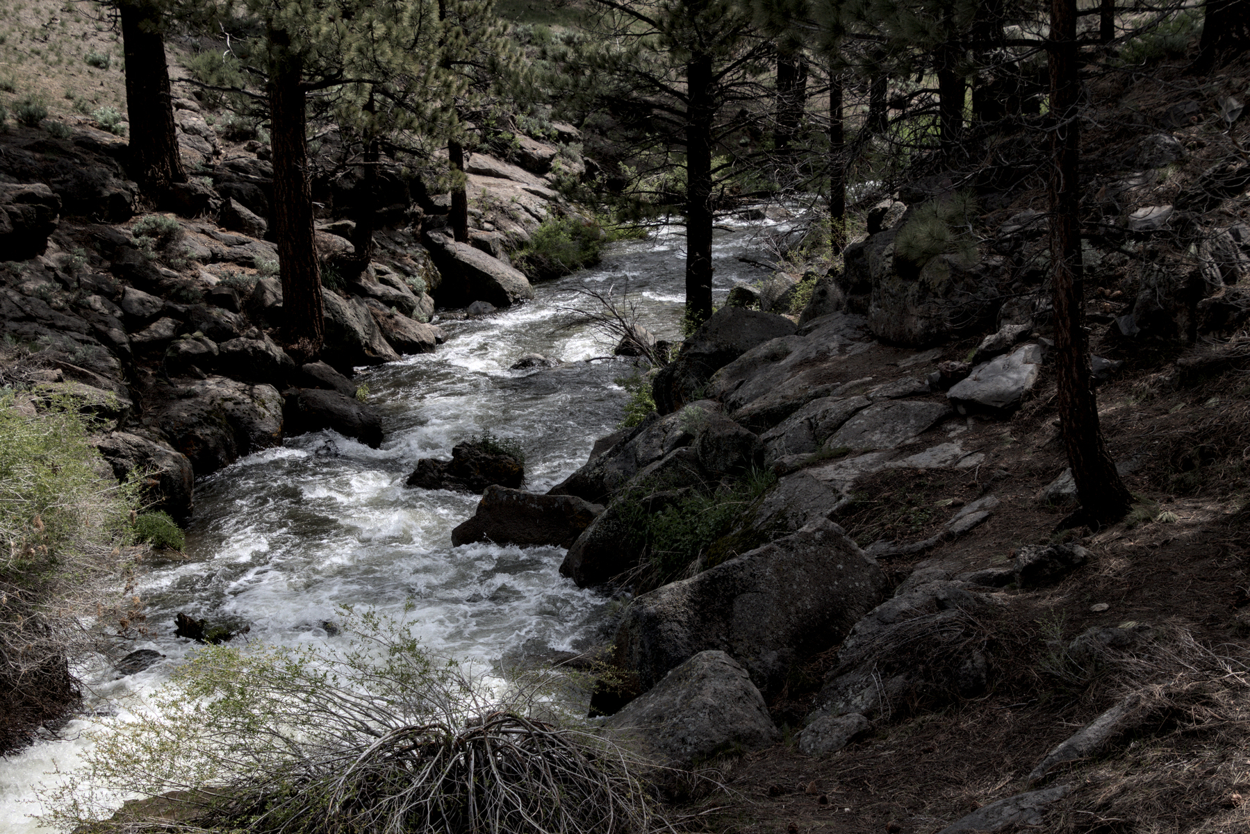 A creek in the woods is flowing high and fast through a rocky channel in pine forest.