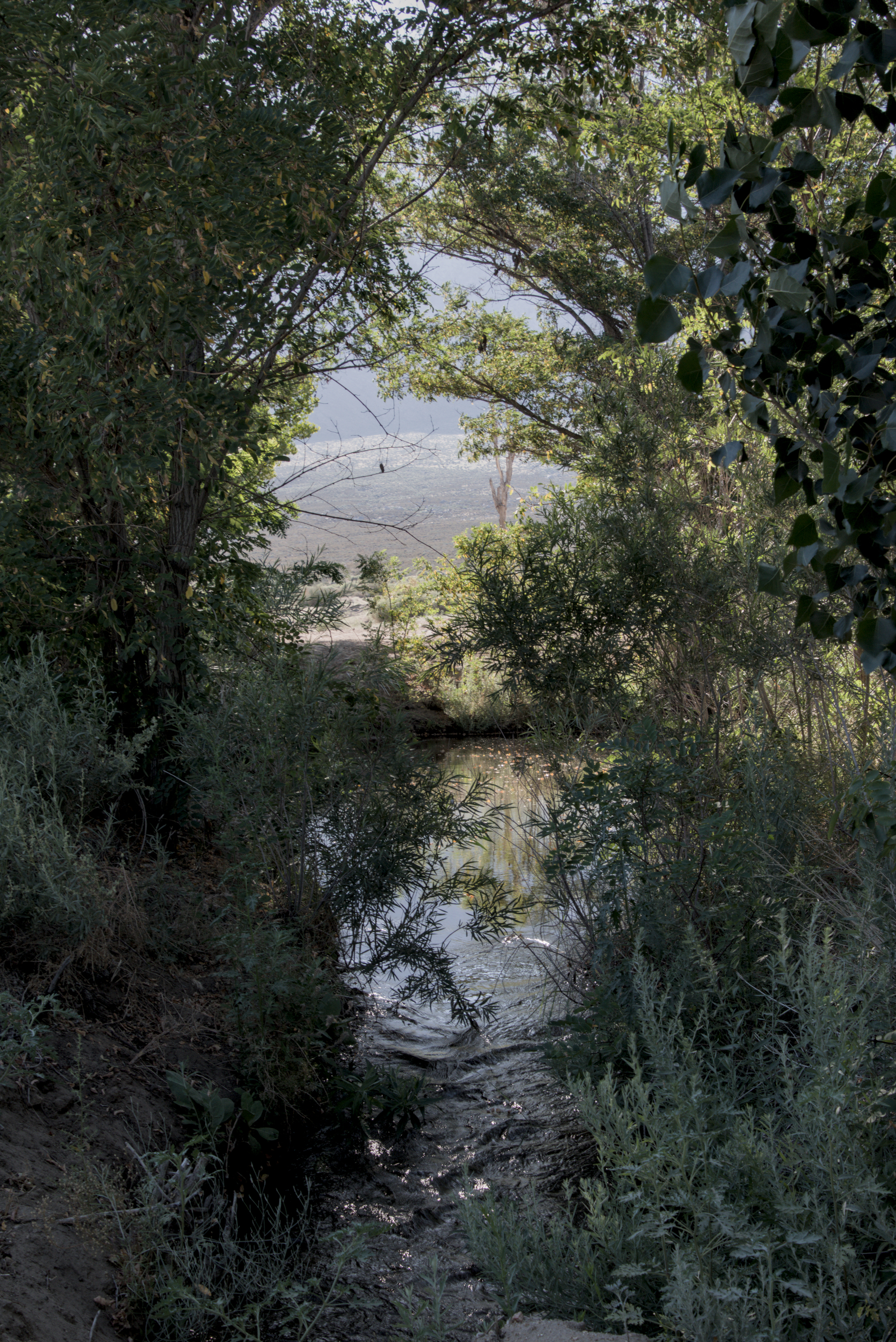 A gap in the trees gives a glimpse of a full stream, with high desert and mountains glimpsed in the background.