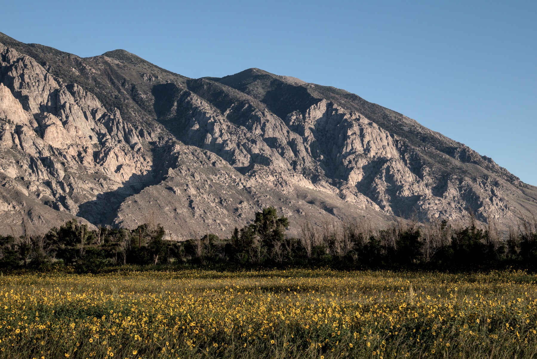A field near the camera is full of yellow sunflowers all the way to trees surrounding a creek.  A high mountain ridge fills the background.