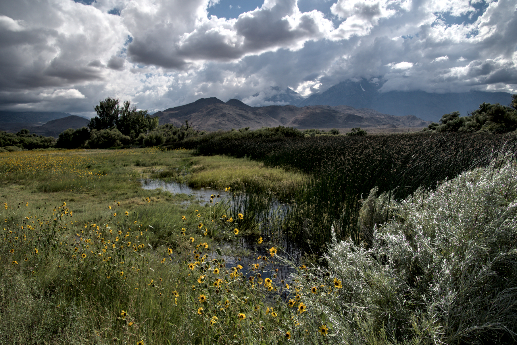 Sunflowers growing along the banks of a creek wandering through grass and reeds, brown foothills in the distance, with big mountains behind obscured by clouds. 