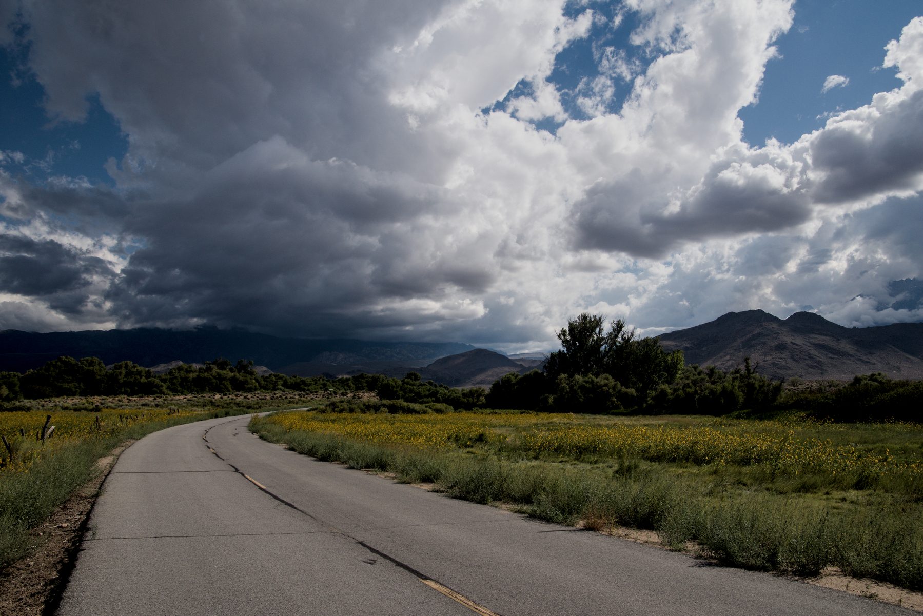 A road runs through a marshy valley full of sunflowers, heading to distant mountains.  Cumulonimbus clouds fill the sky.