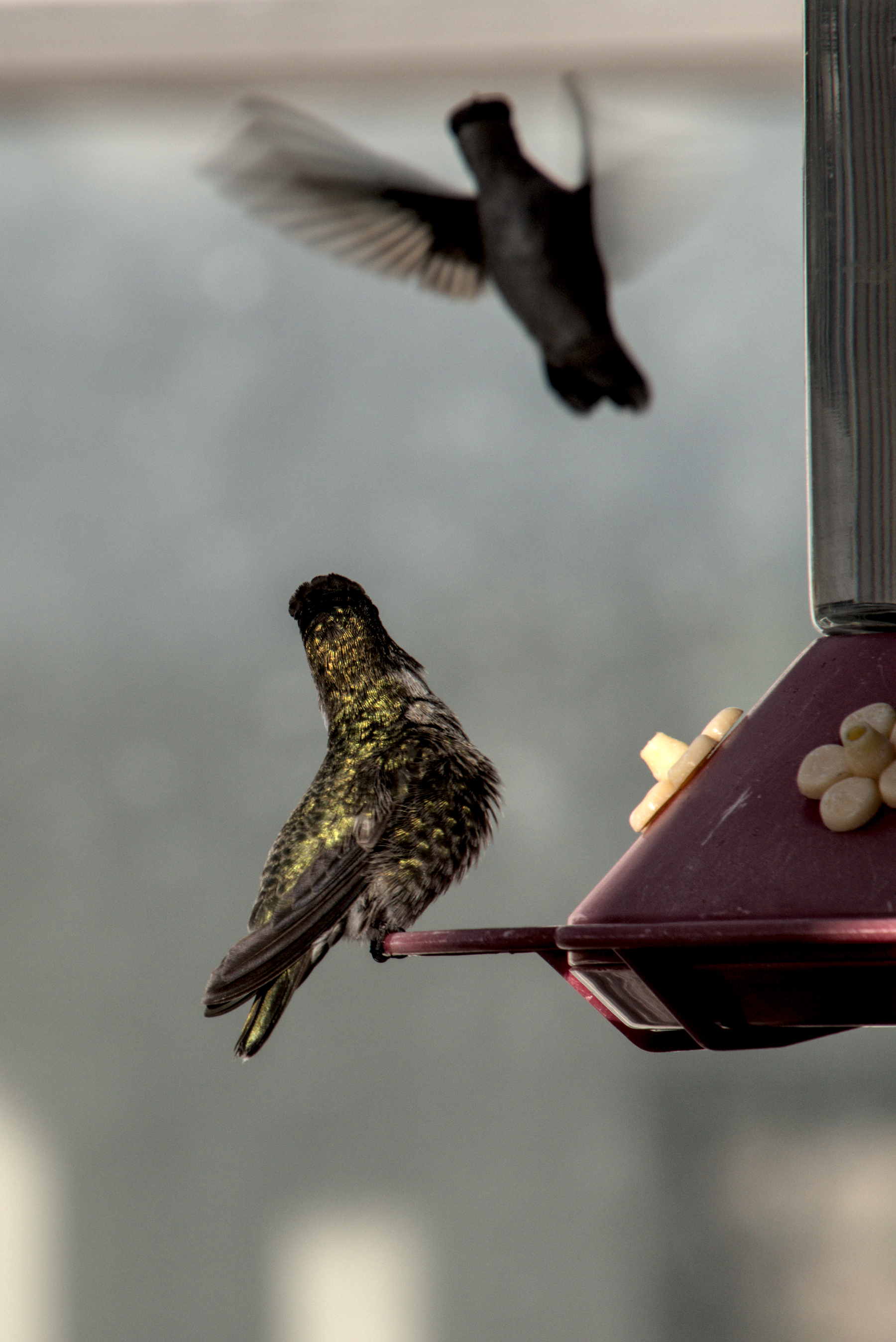 A hummingbird sits at a feeder, staring down another hummer flying in to get nectar.