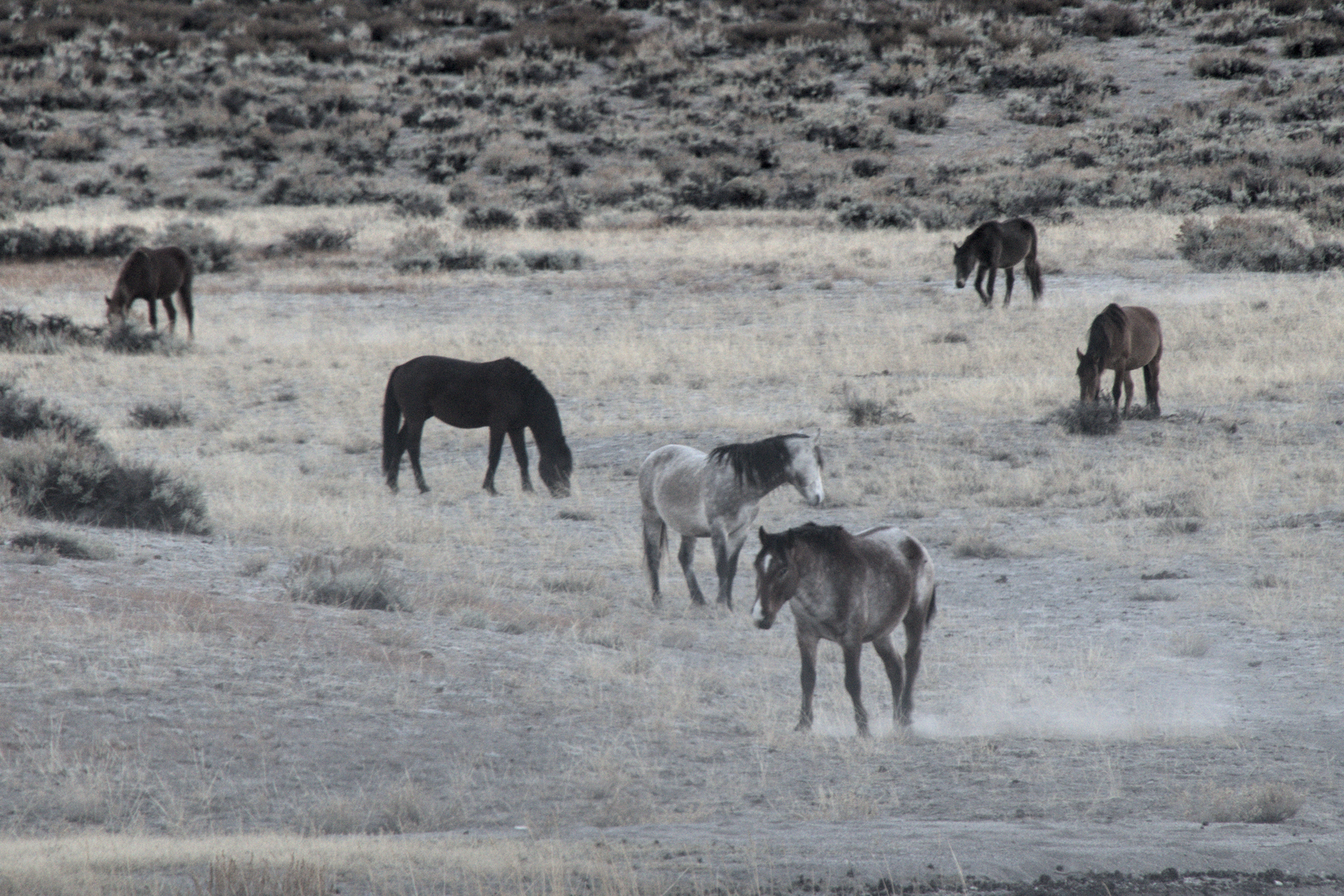 Wild horses graze in a dusty bowl of sparse desert scrub.