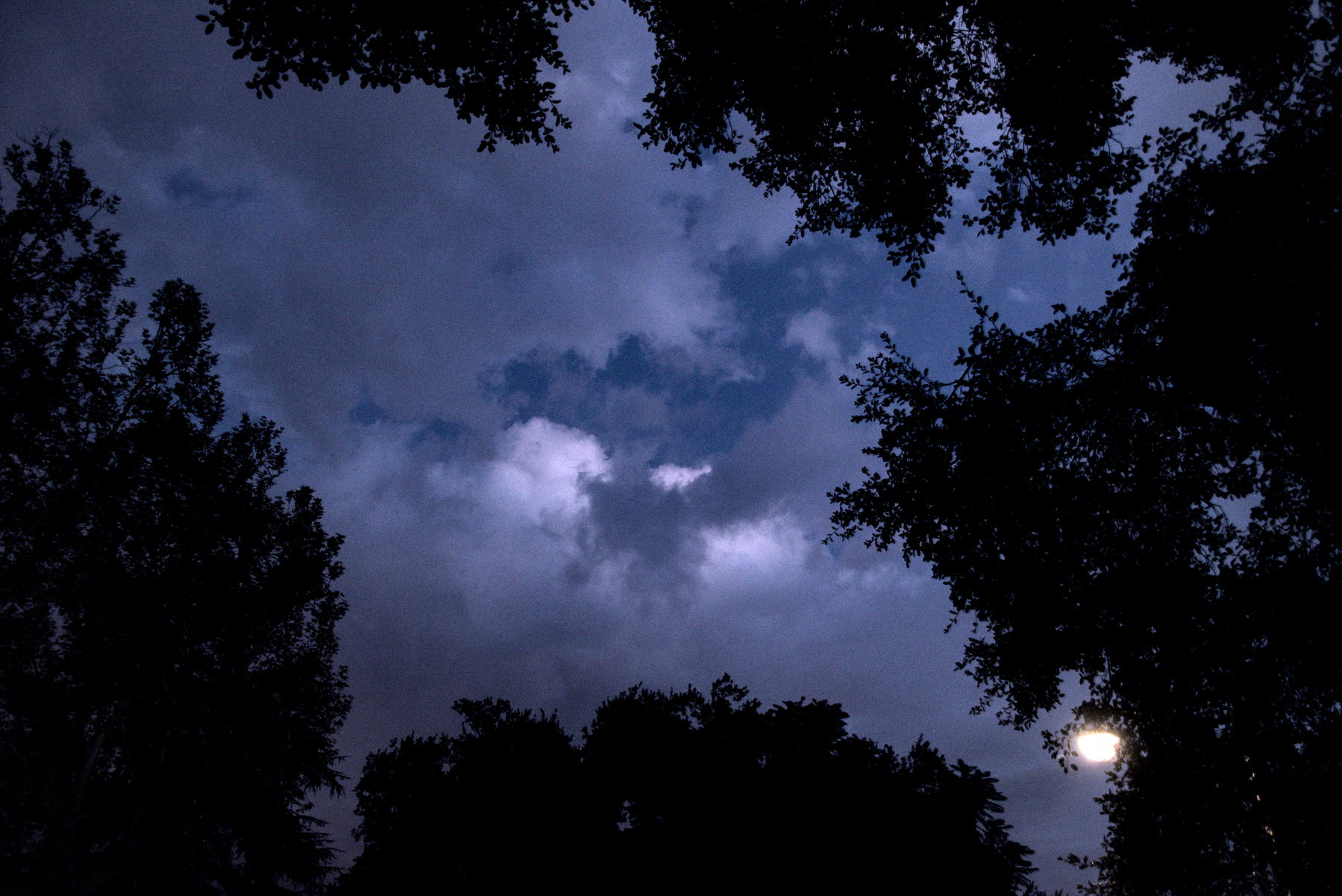 Tree silhouettes against a dark blue evening sky, and a street lamp.
