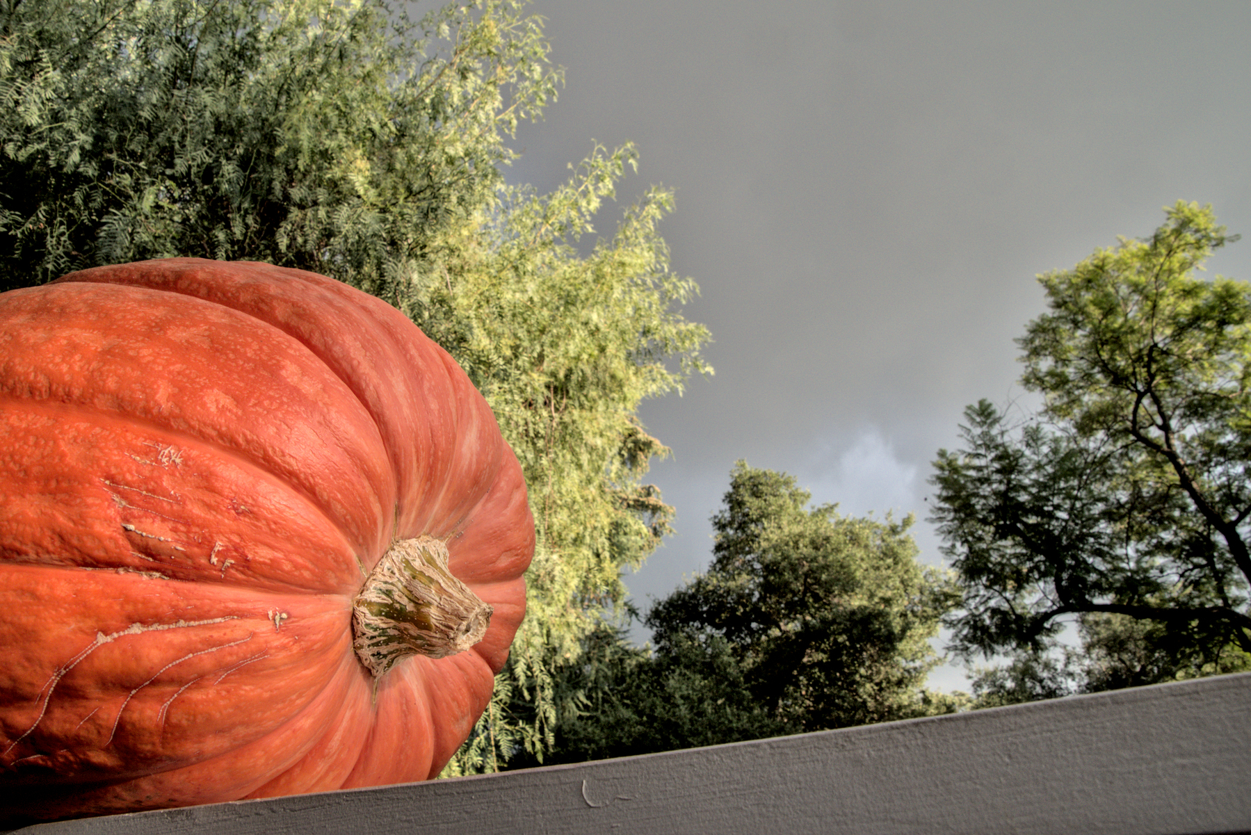 A closeup of a pumpkin, stem end, sitting on a railing.  Green trees lit by low winter light behind, with a dark grey sky.