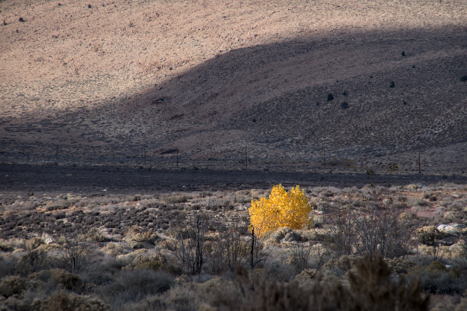 In a large bowl of high desert scrub, one tree stands, covered in bright yellow leaves.