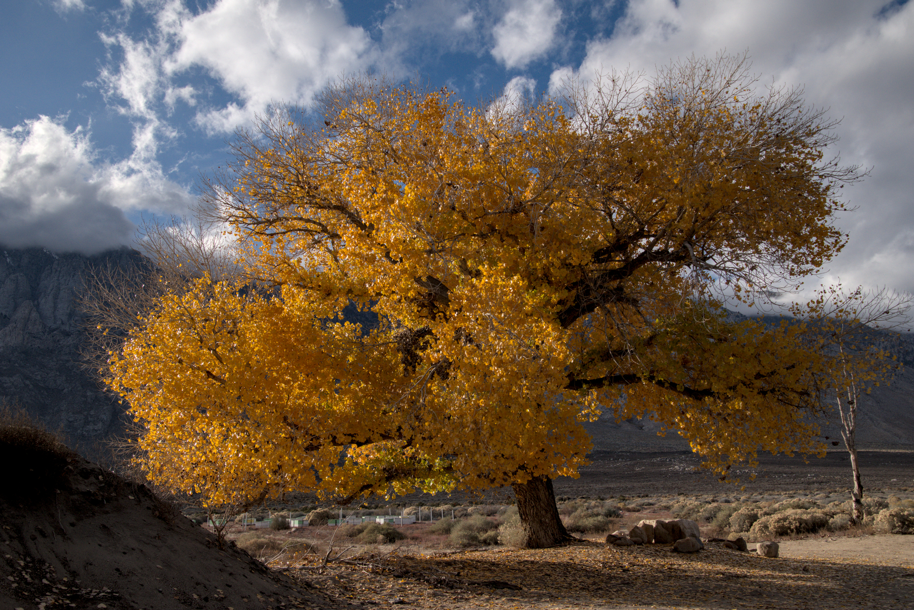 A large Cottonwood tree, its leaves all yellow-orange, some fallen on the ground, fills the frame. It grows amid high-desert sagebrush. High mountains can be seen in the distance.  The sky is blue with puffy white clouds.