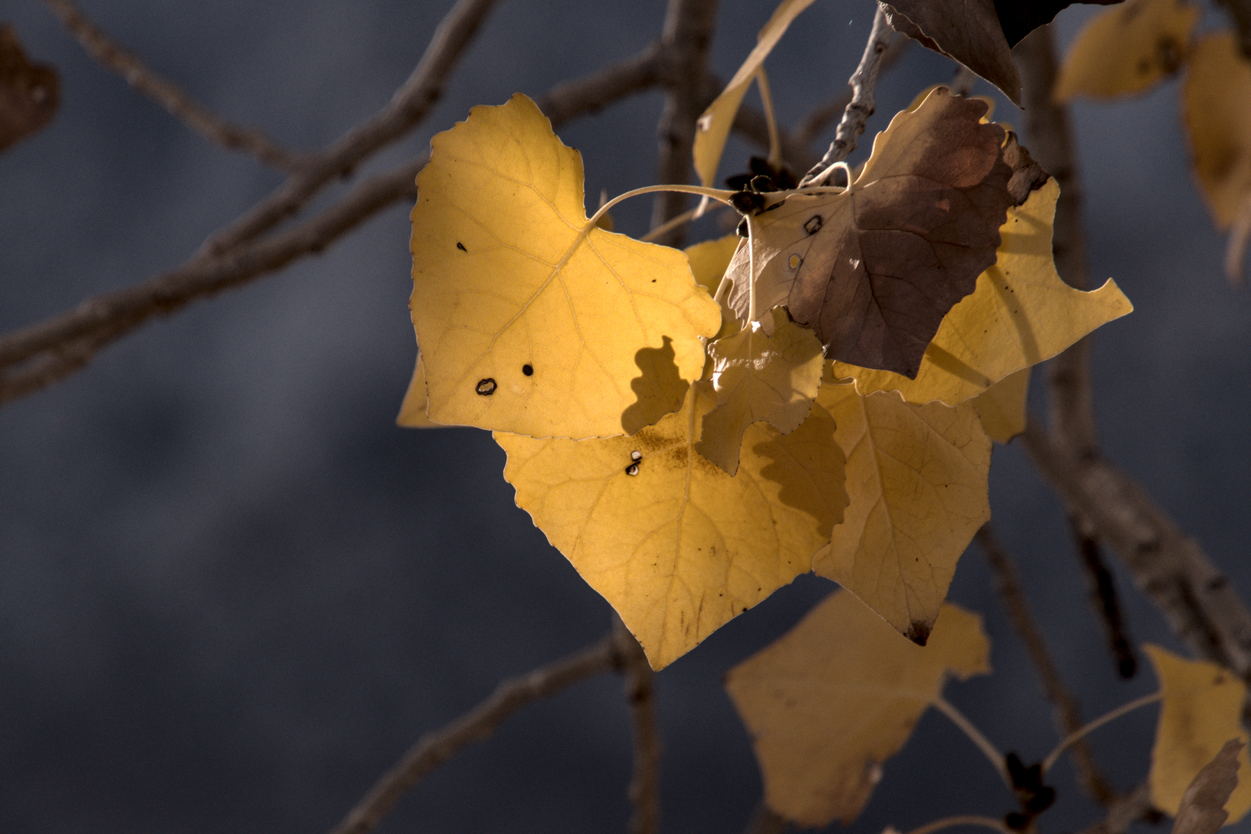 A close-up of golden cottonwood leaf, lit from behind.