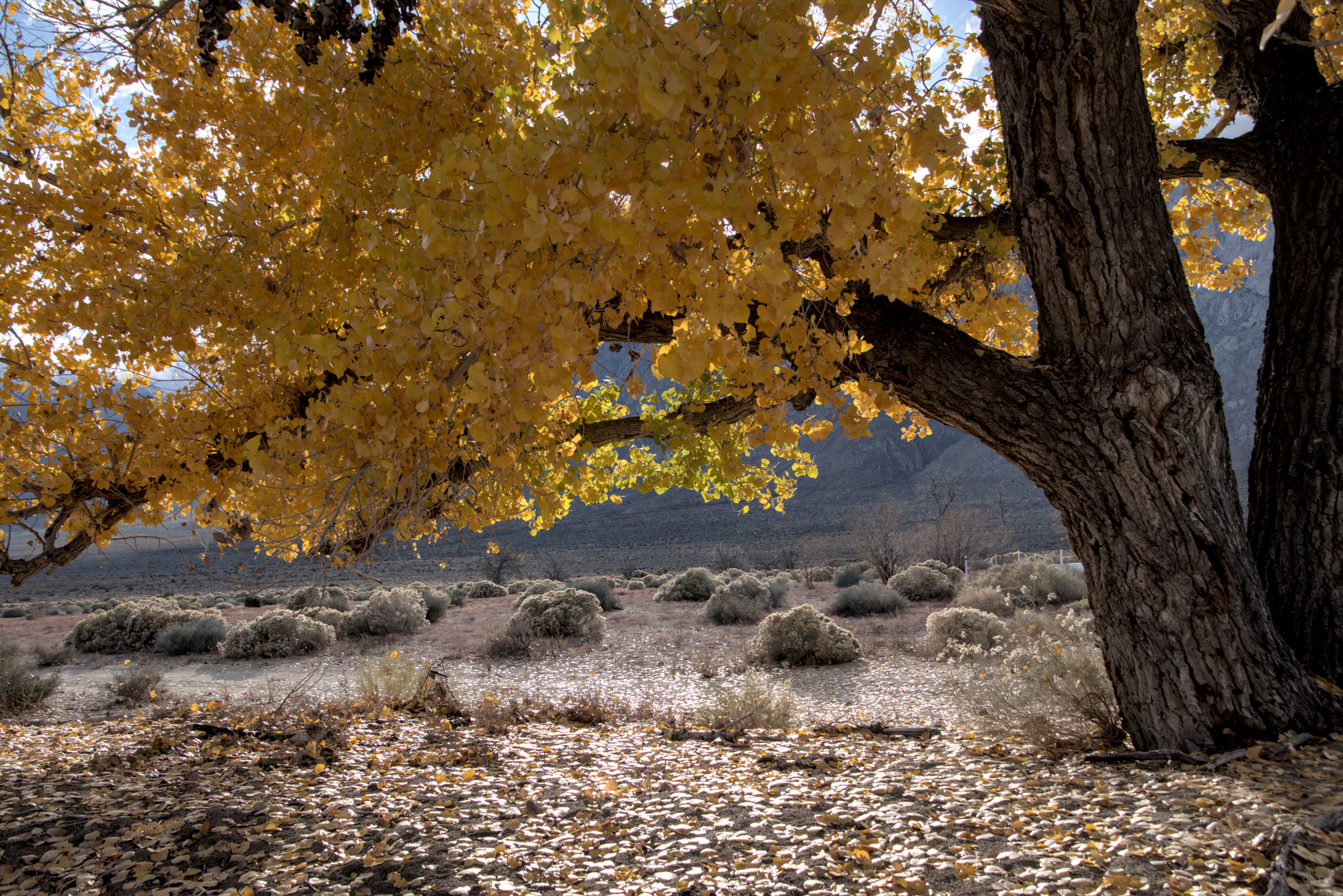 A large, low bough extends from the trunk of a cottonwood, shrouded in golden yellow leaves.  Looking under the bough, desert sage runs for a long way.  Golden leaves litter the ground under the tree.