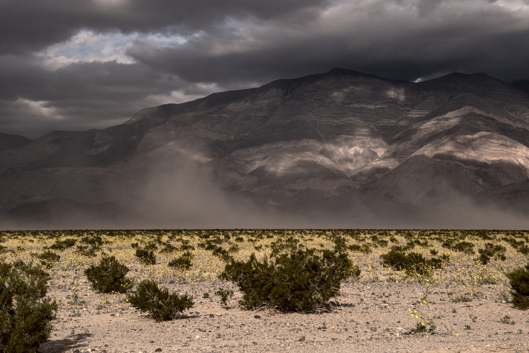 Yellow flowers fill a desert valley floor.  Barren mountains loom in the distance.  Dark grey clouds cast deep shadows.