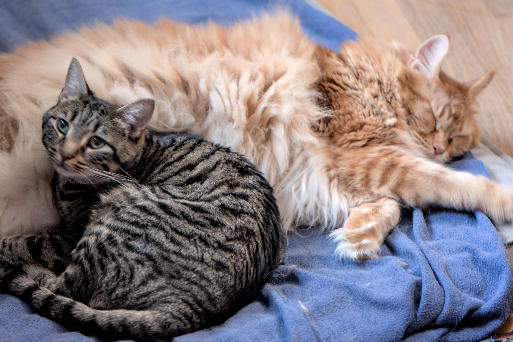 A small, sleek gray-black tabby cat sleeps against the belly of a large, orange Maine Coon cat.