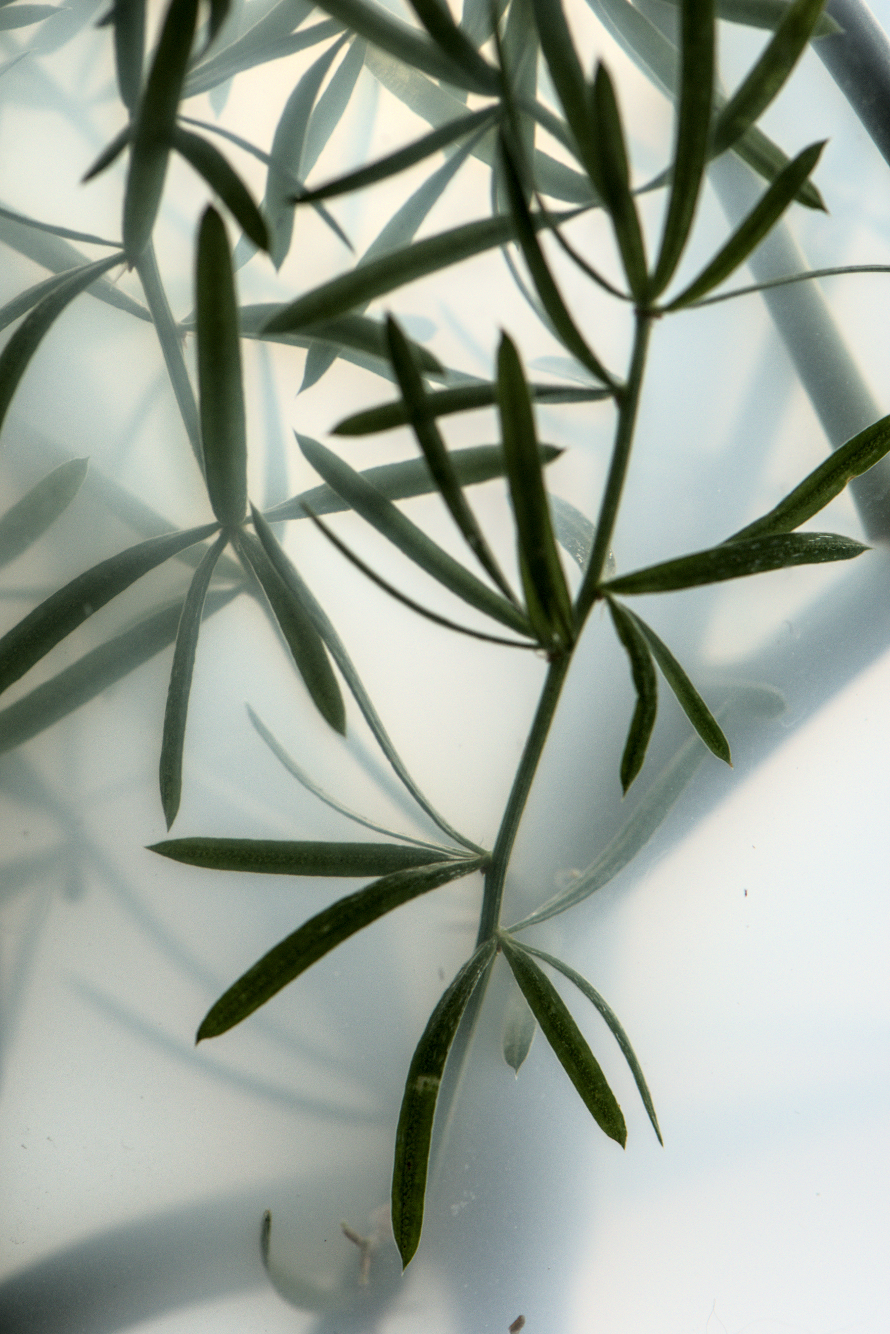 A plant with clusters of long, narrow leaves is seen in a milky, semi-transparent liquid.