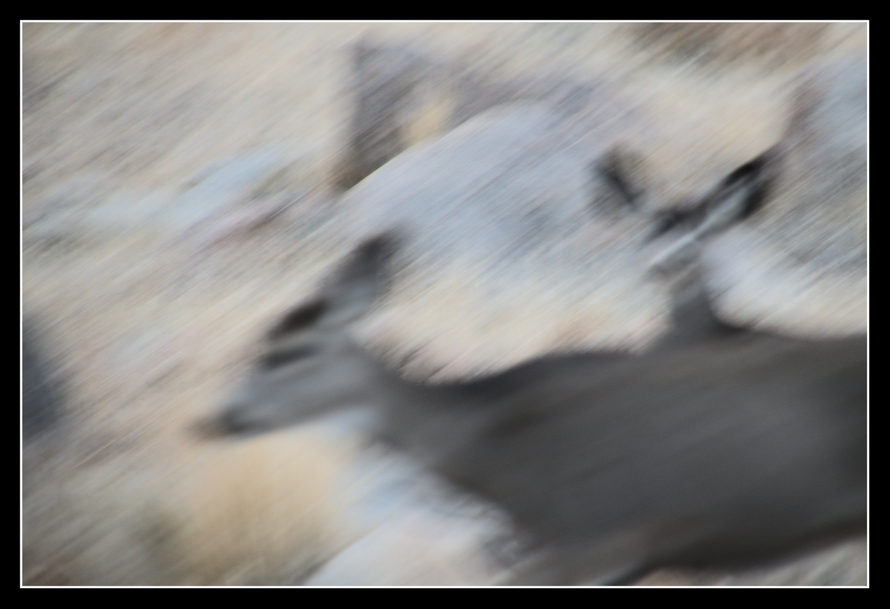 The same two mule deer, but blurry with motion.