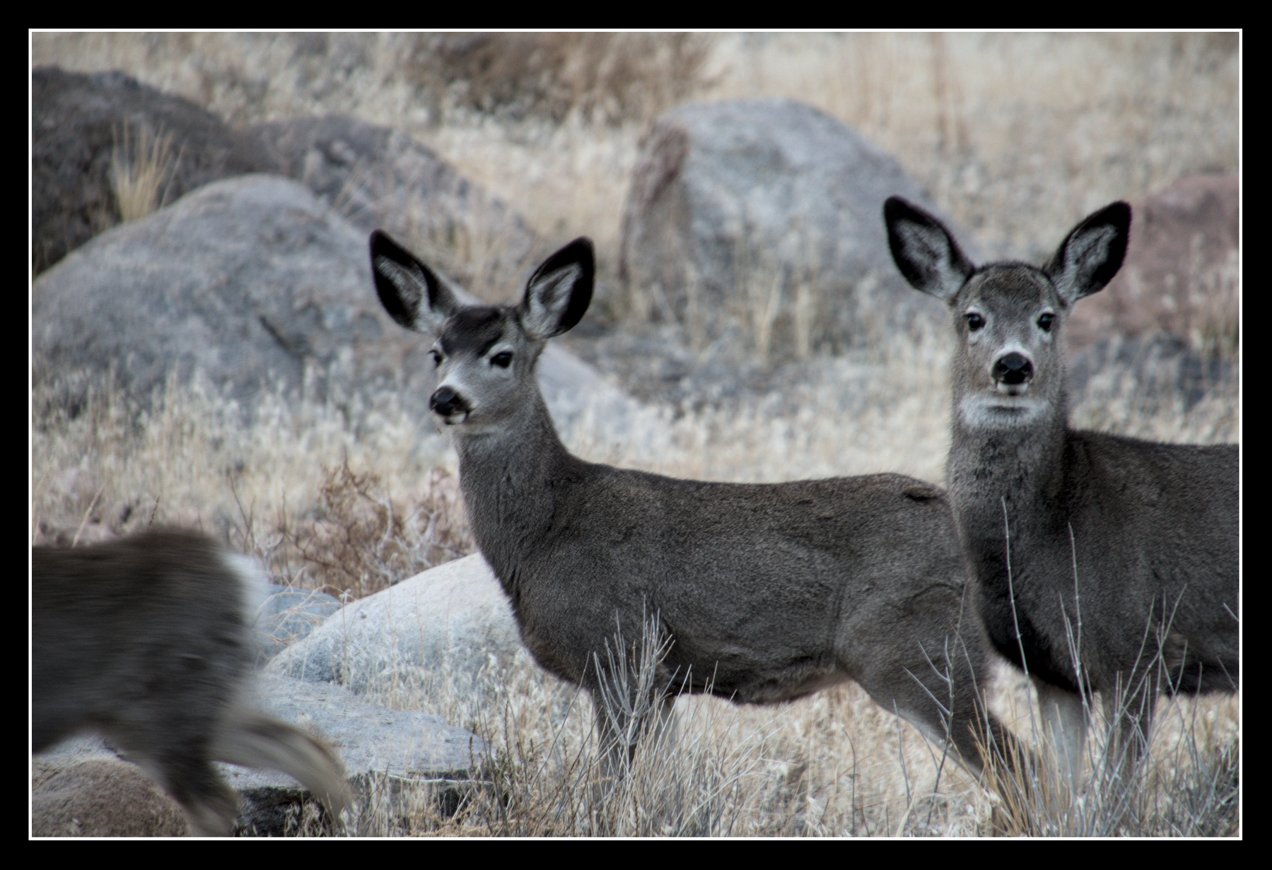 Two California Mule Deer pause to look at the camera.