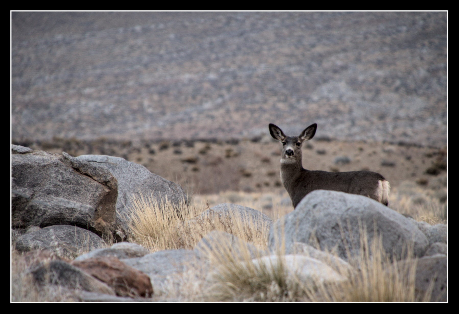 A mule deer stands among boulders.
