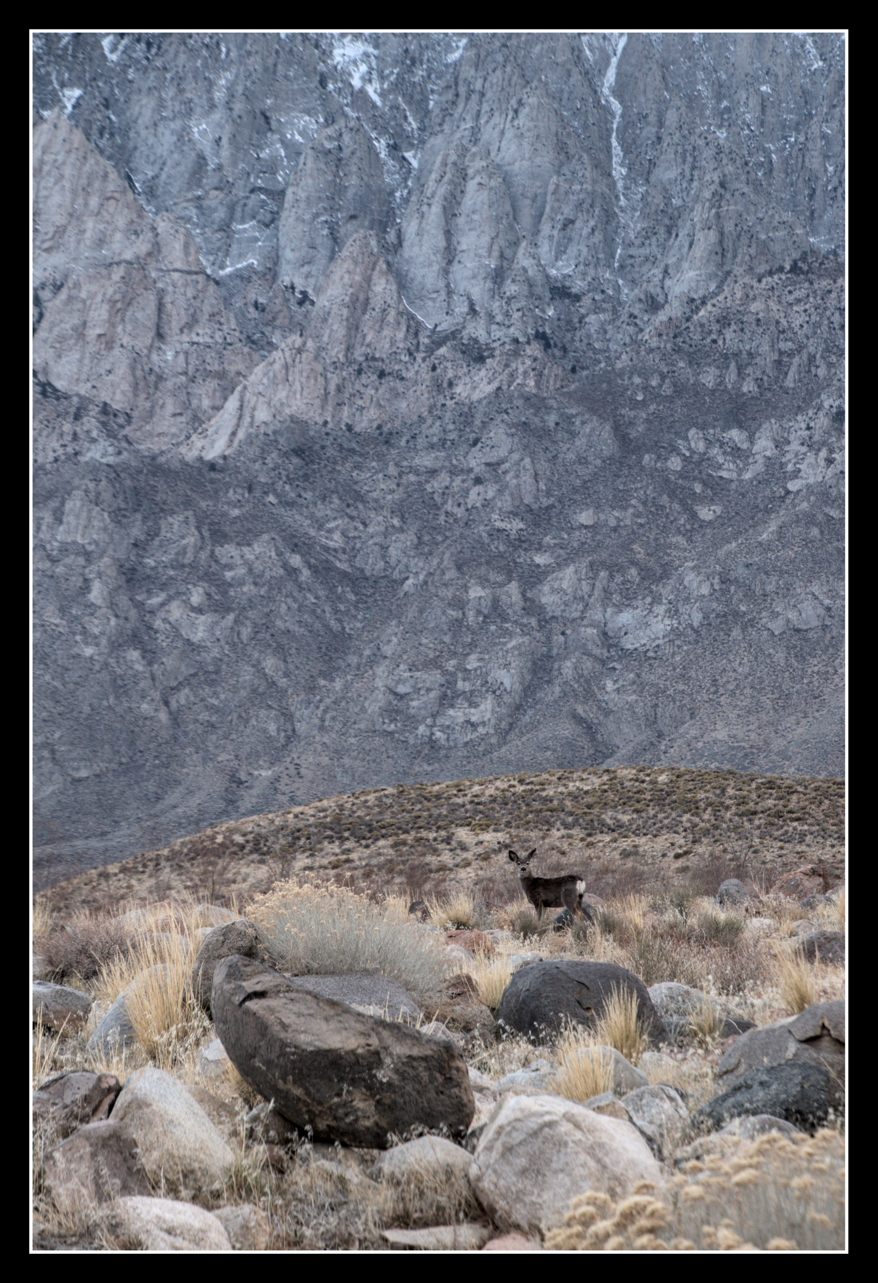 Mule deer stand on a valley floor. Behind them, a huge rock wall fills the view.