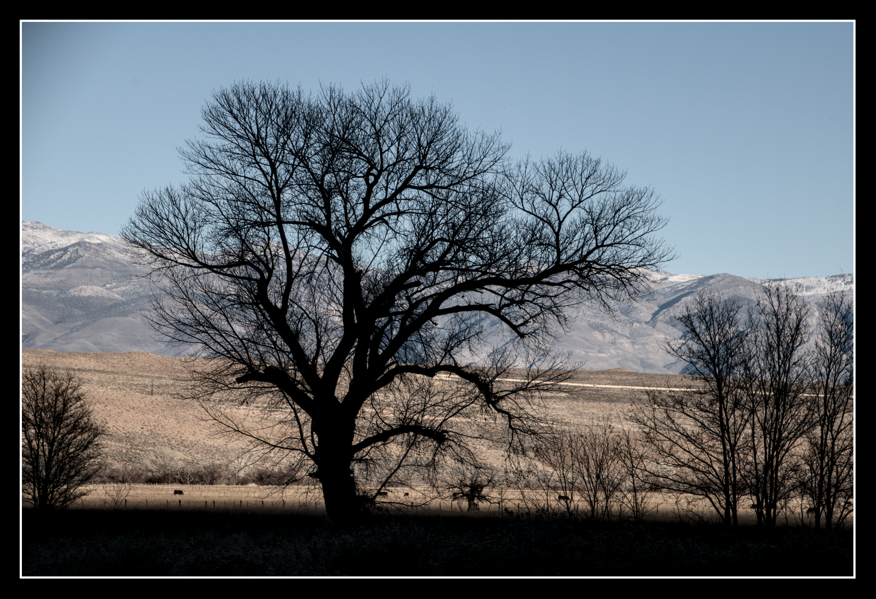 A large cottonwood tree with no leaves stands in shadow, silhouetted against a bright, high desert landscape.