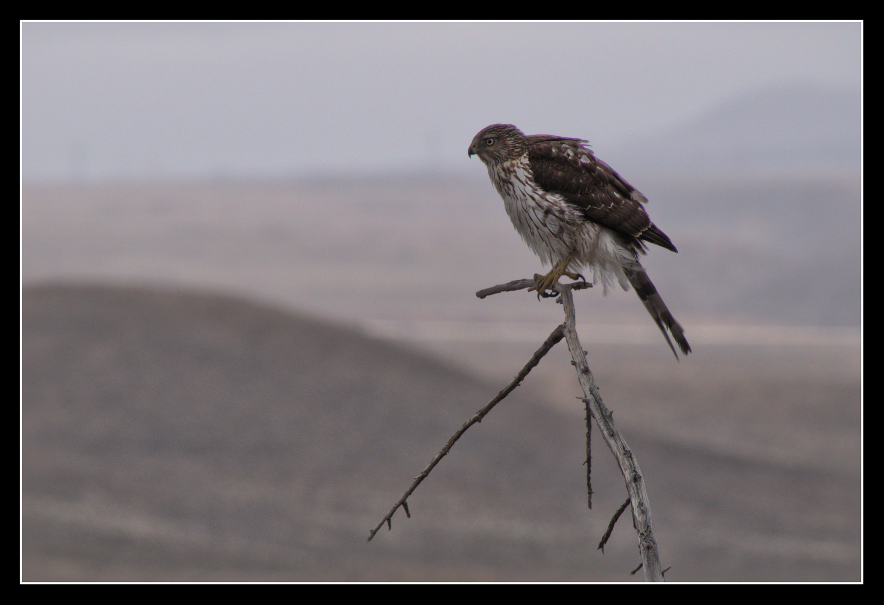 A juvenile Coopers Hawk sits on a branch of a dead tree, surveying a desert valley.