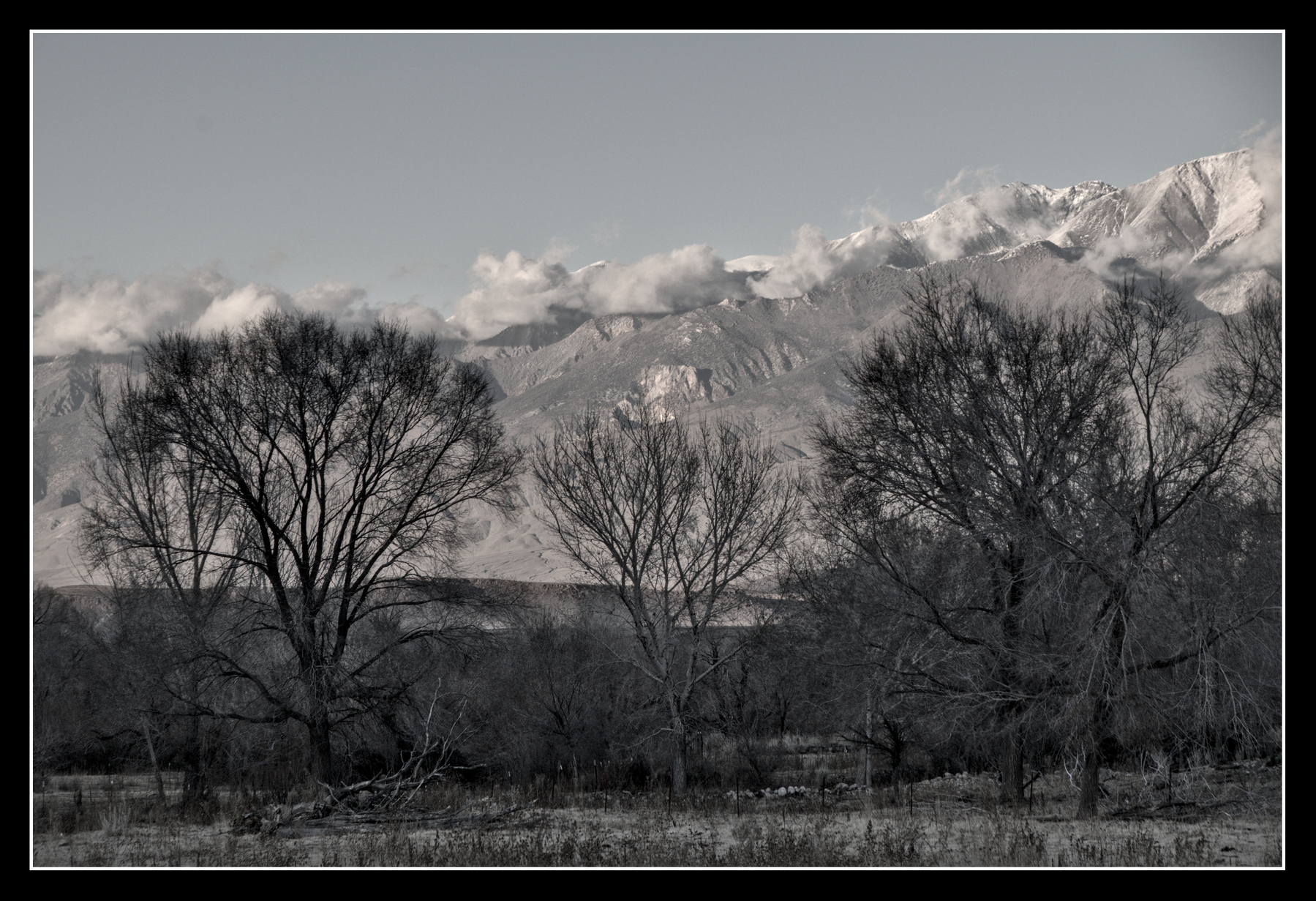 A tree filled pasture fills the foreground, high snow-capped mountains behind.