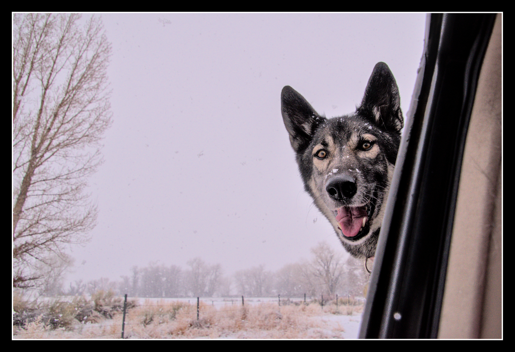 A dog looks very excited with its head out the window in the middle of snowstorm.