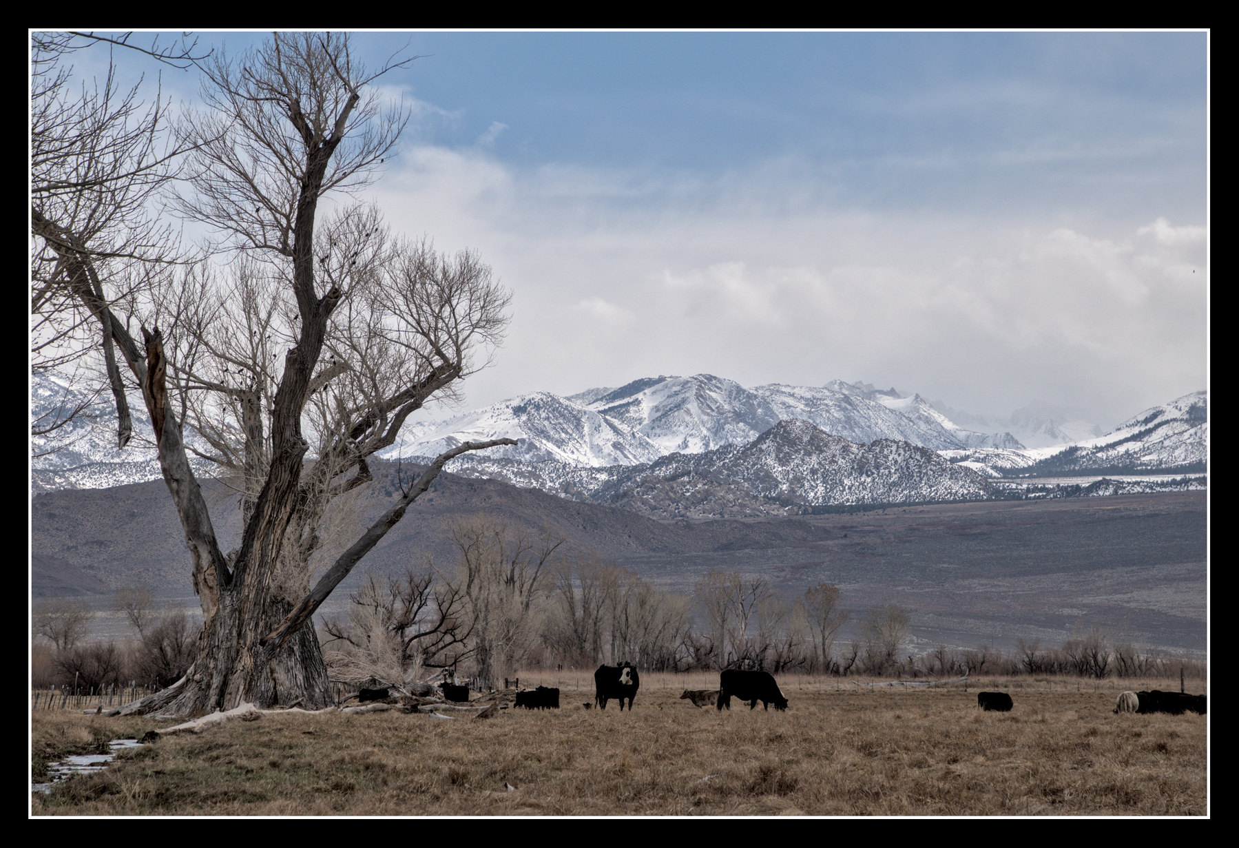 A large cottonwood tree has many birds in it, standing in a pasture with cows below.  Snow-capped mountains can be seen in the distance.