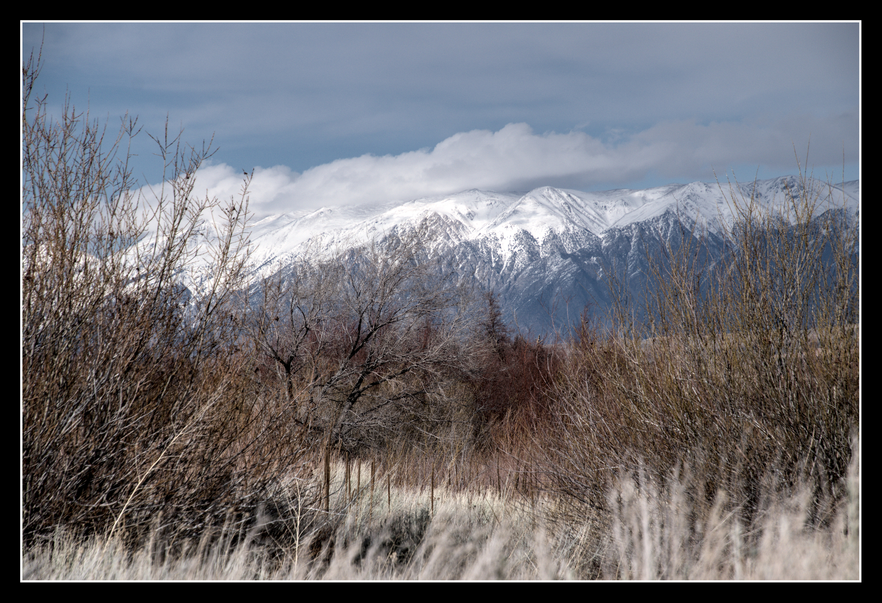 Colorful shrubs call Coyote Willow fill the foreground.  It is winter so they have no leaves, just  muted orangish-purplish stems. Snow-capped mountains can be seen in the distance.