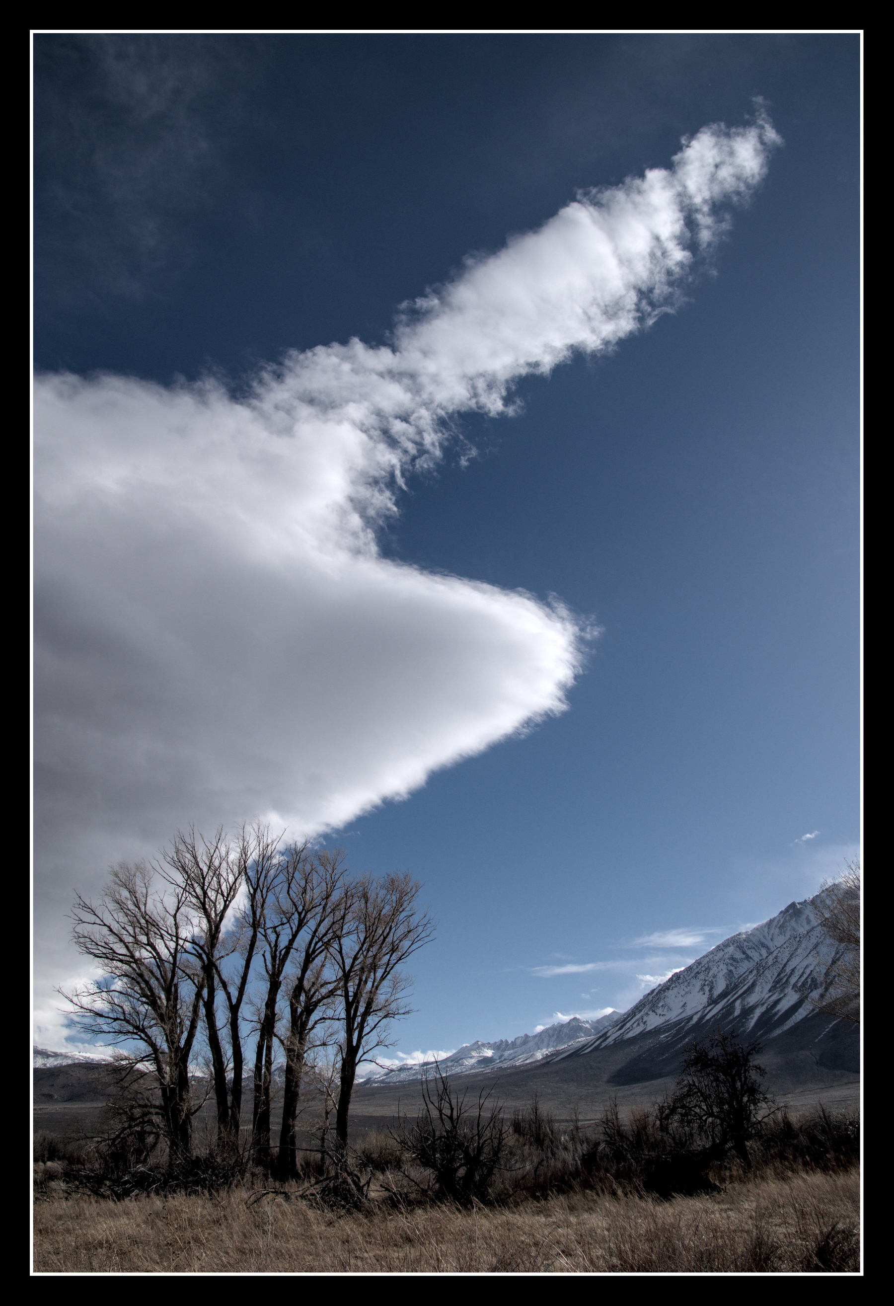 A puffy white cloud in the sky has a large pointy section protruding upwards, making it resemble a narwhal.