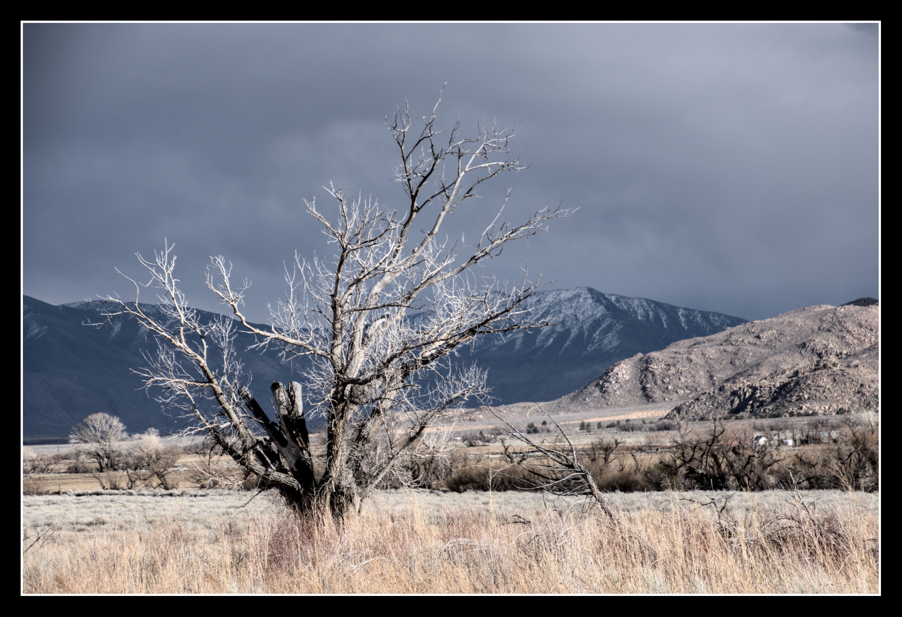 A tree that seems broken and dead stands amidst dry desert scrub and grass, with mountains in the background and cloudy skies in the distance. Afternoon sun lights the foreground.