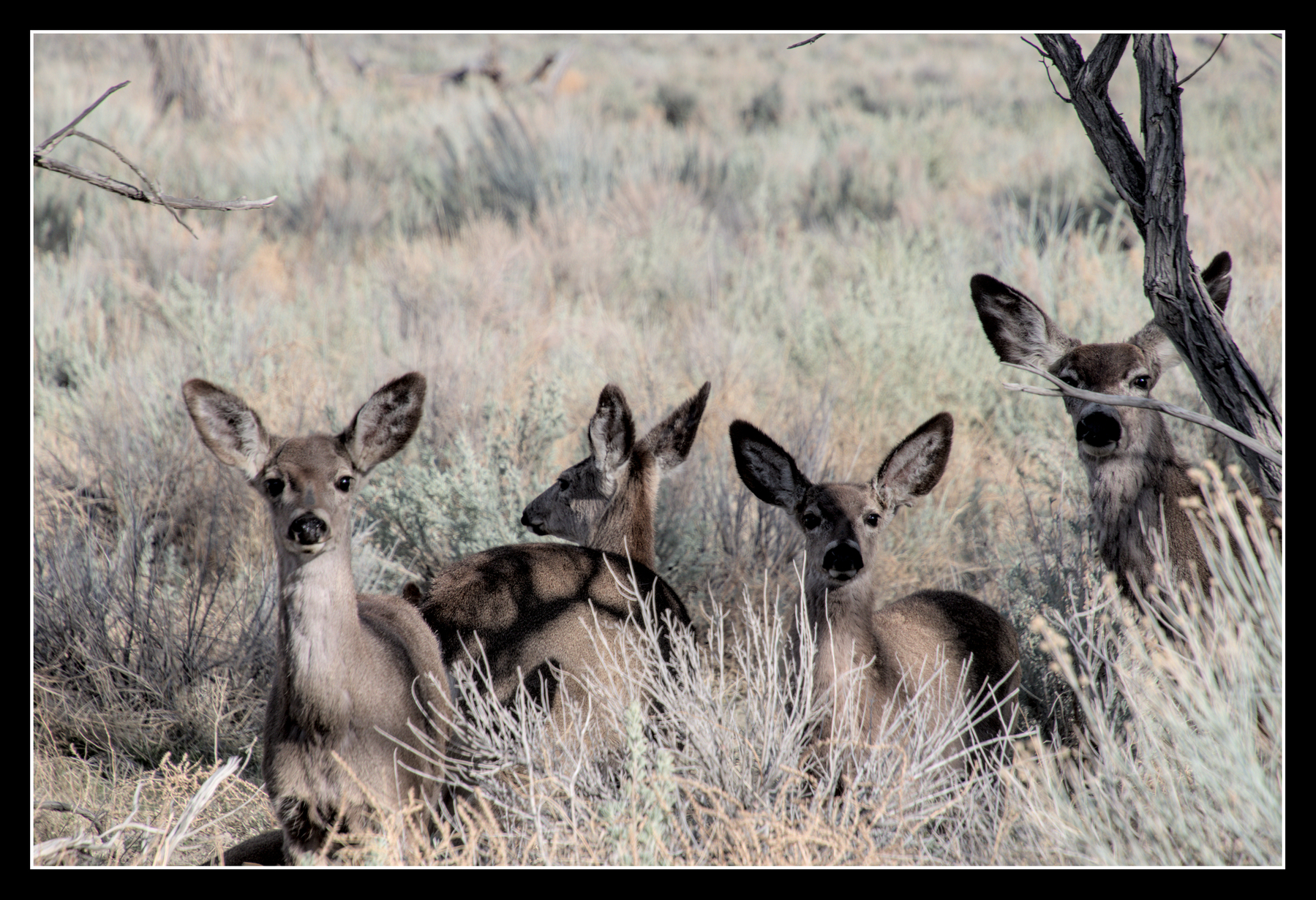 Three more mule deer join the doe protectively, glaring at the camera.
