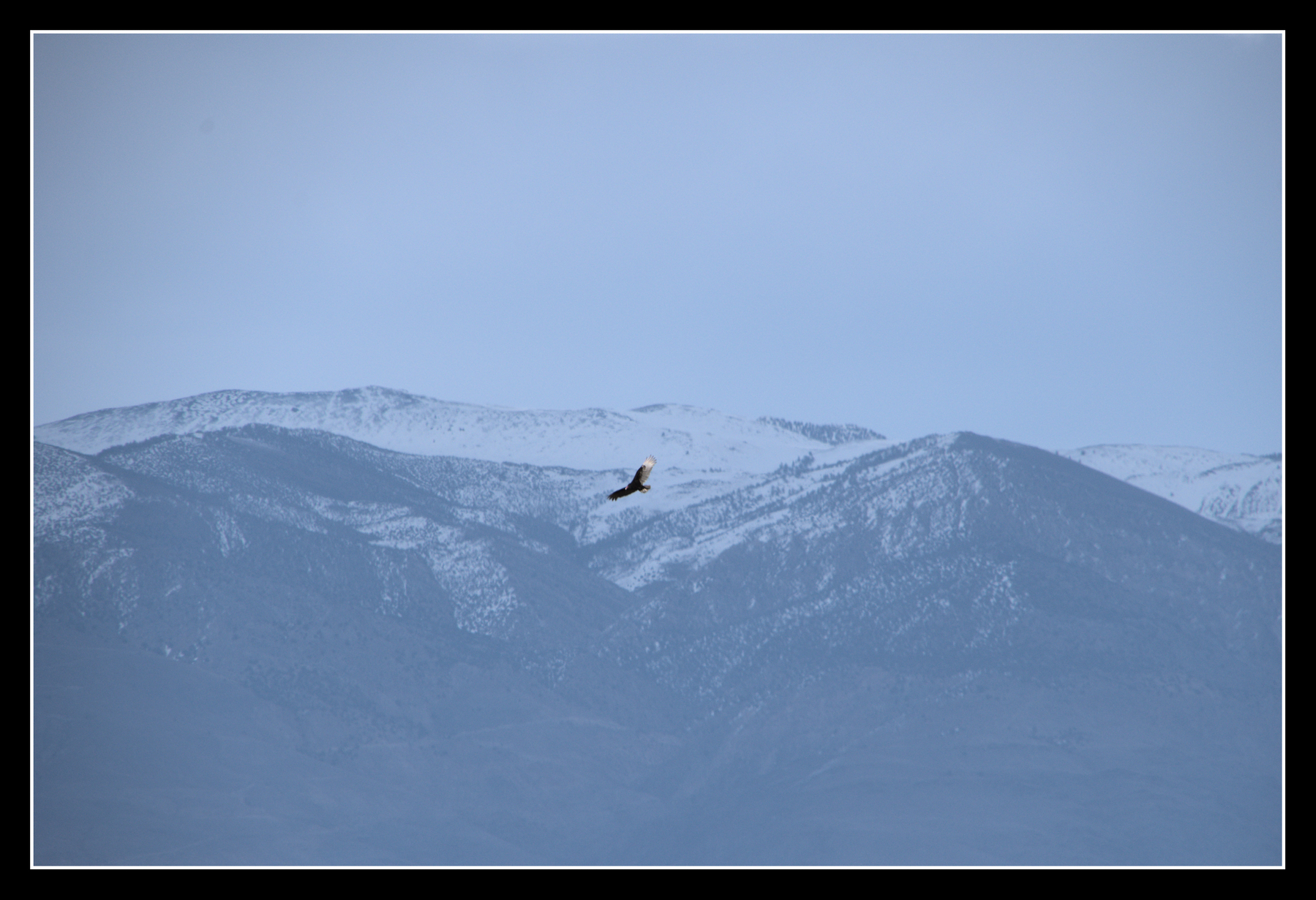A turkey vulture is soaring in the sky, small against a distant mountain range.