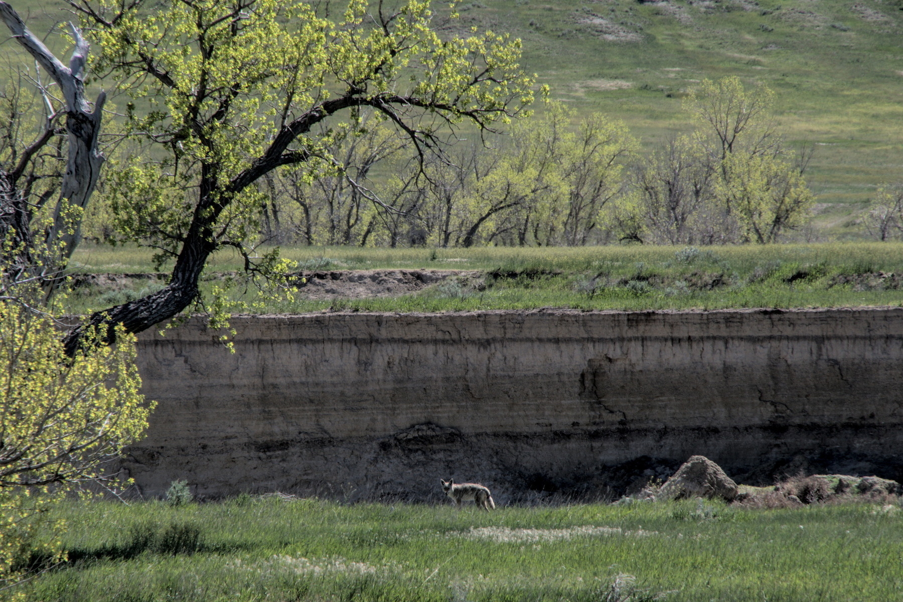 Coyote near the river at Sage Creek Campground.