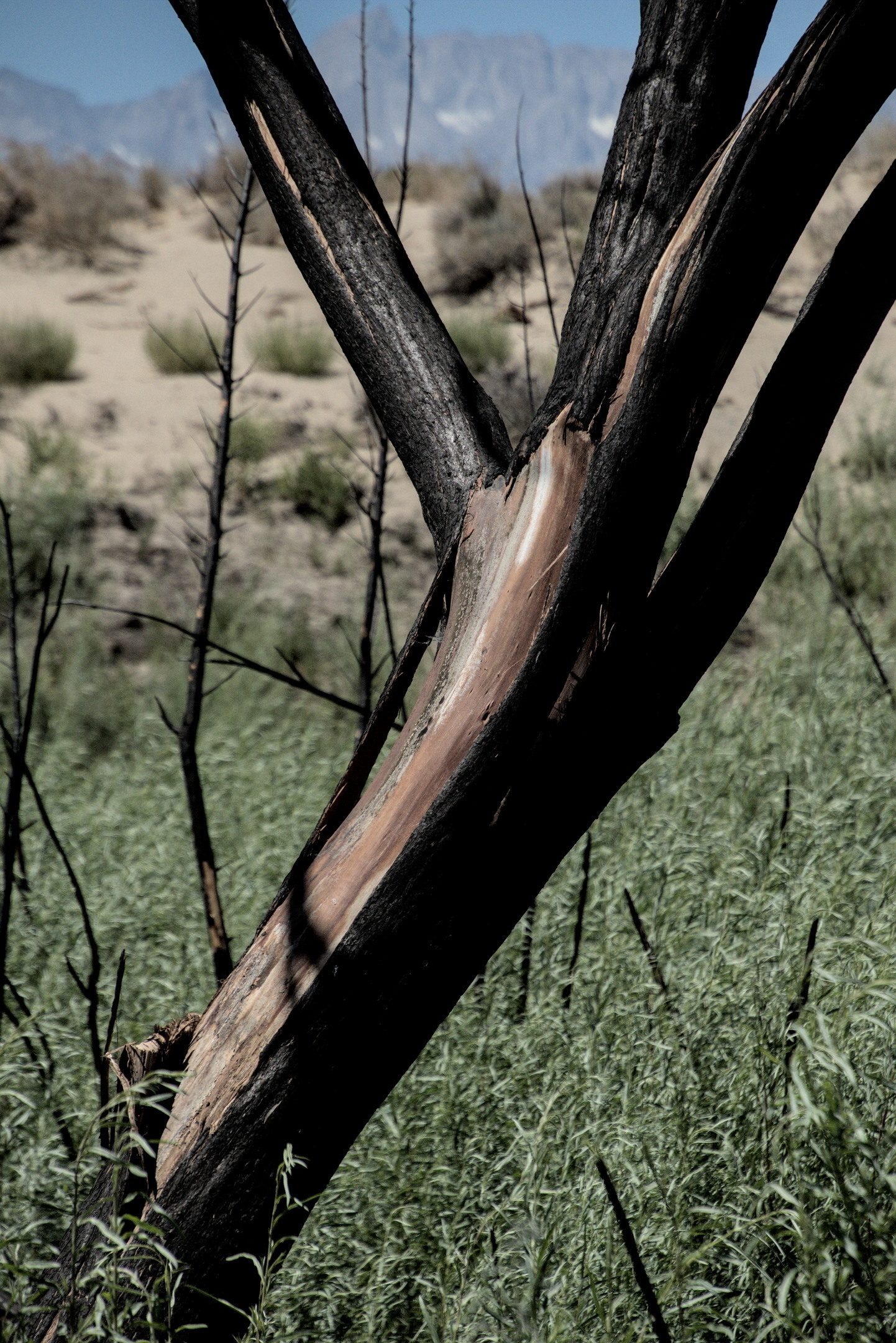 Burned tree trunk.  Without the foliage, we see a graceful leaning geometry.