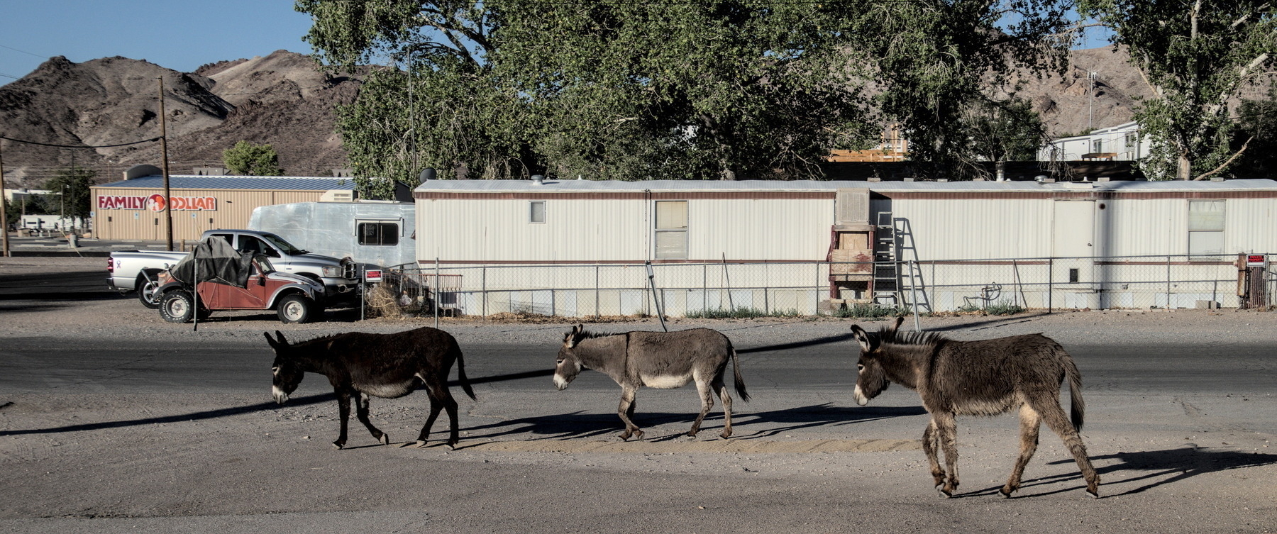 Three free-range donkeys wandering the streets of a desert town.