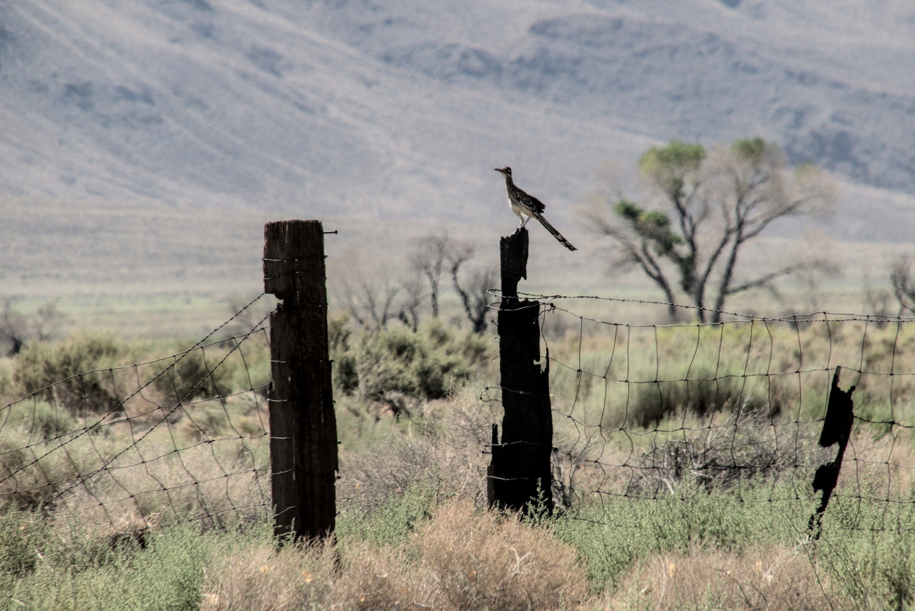 Roadrunner on an old, burned fencepost in the Owens Valley.