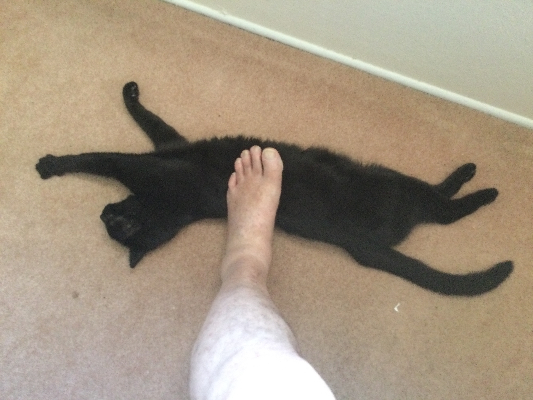 A black cat lays stretched on the carpet, being rubbed by a man’s foot.&10;