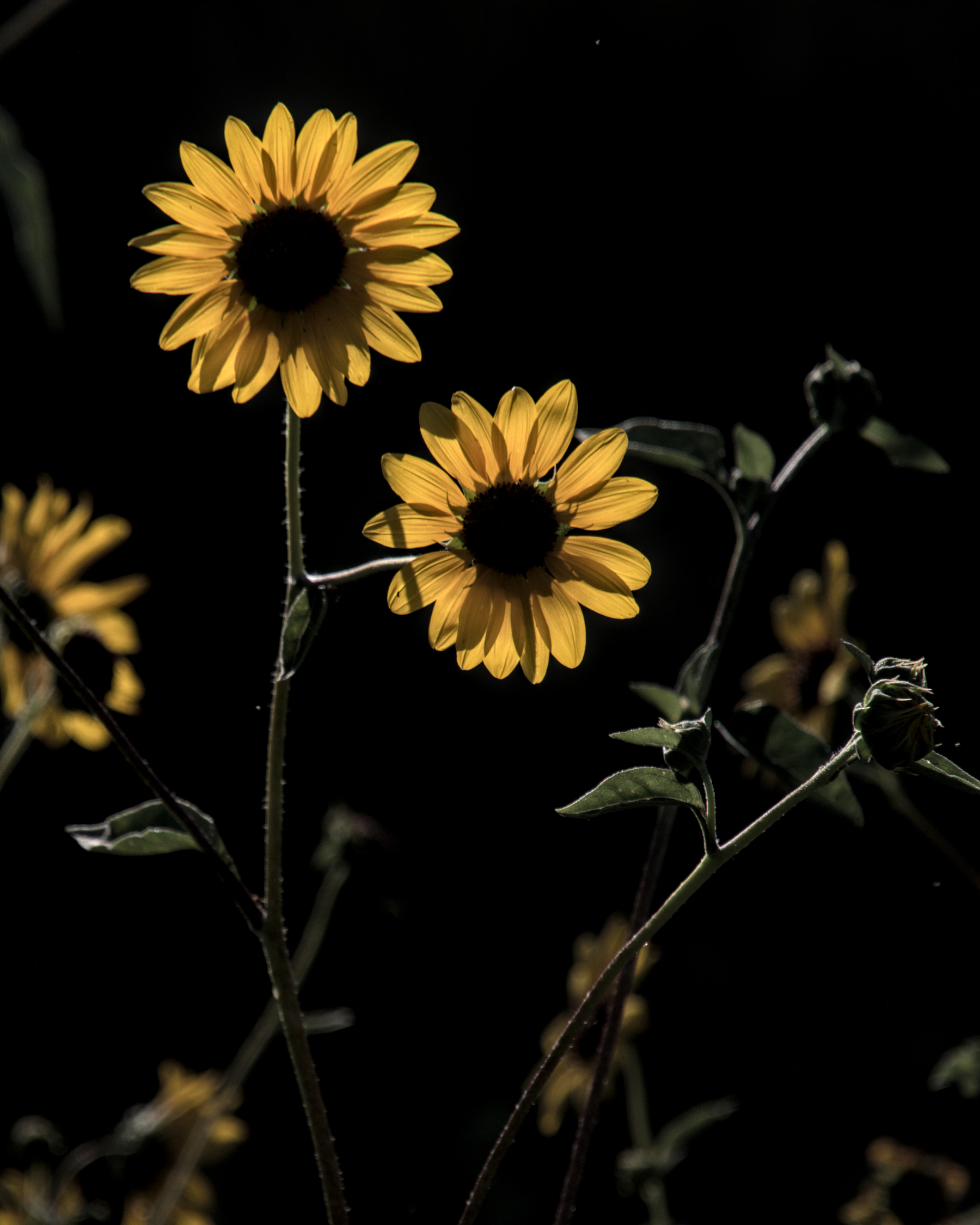 Two yellow blossoms on a single stalk, back-lit by the sun, so that their petals glow.