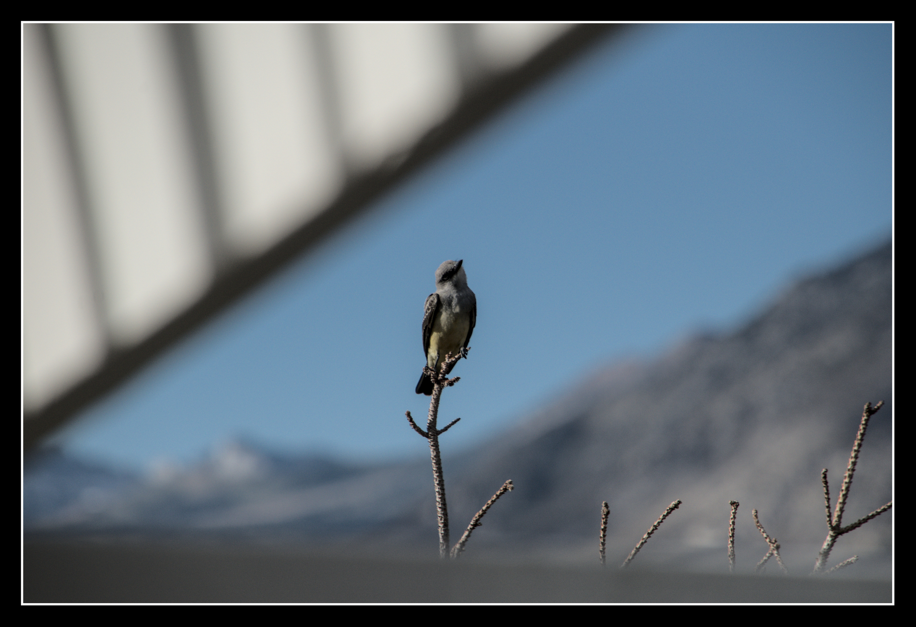 A western kingbird sits on the top of a dead tree.