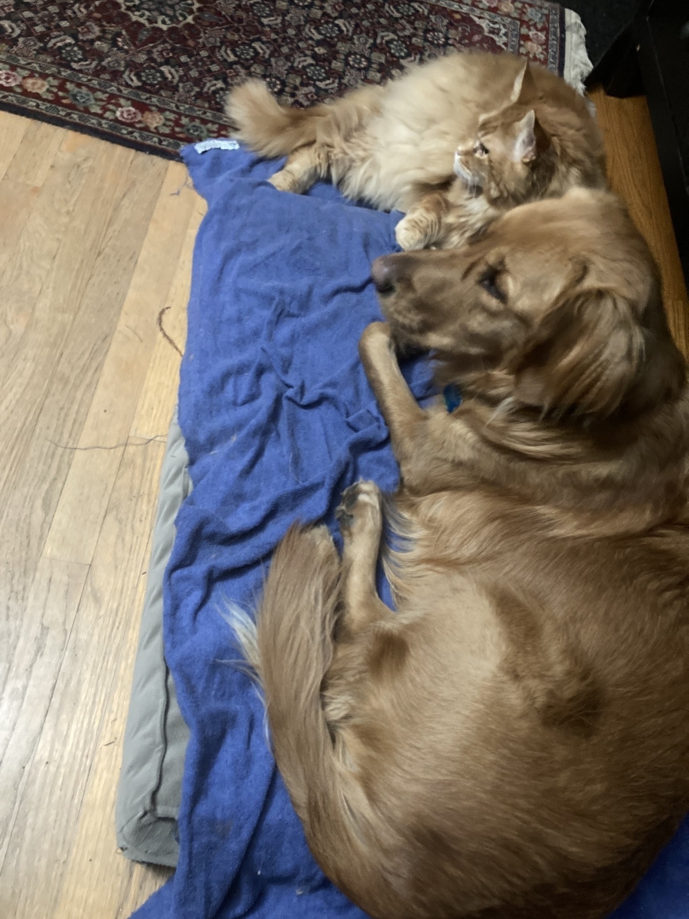 A golden retriever and a large orange Maine Coon cat lie on the same bed, looking intently at someone off to the left.