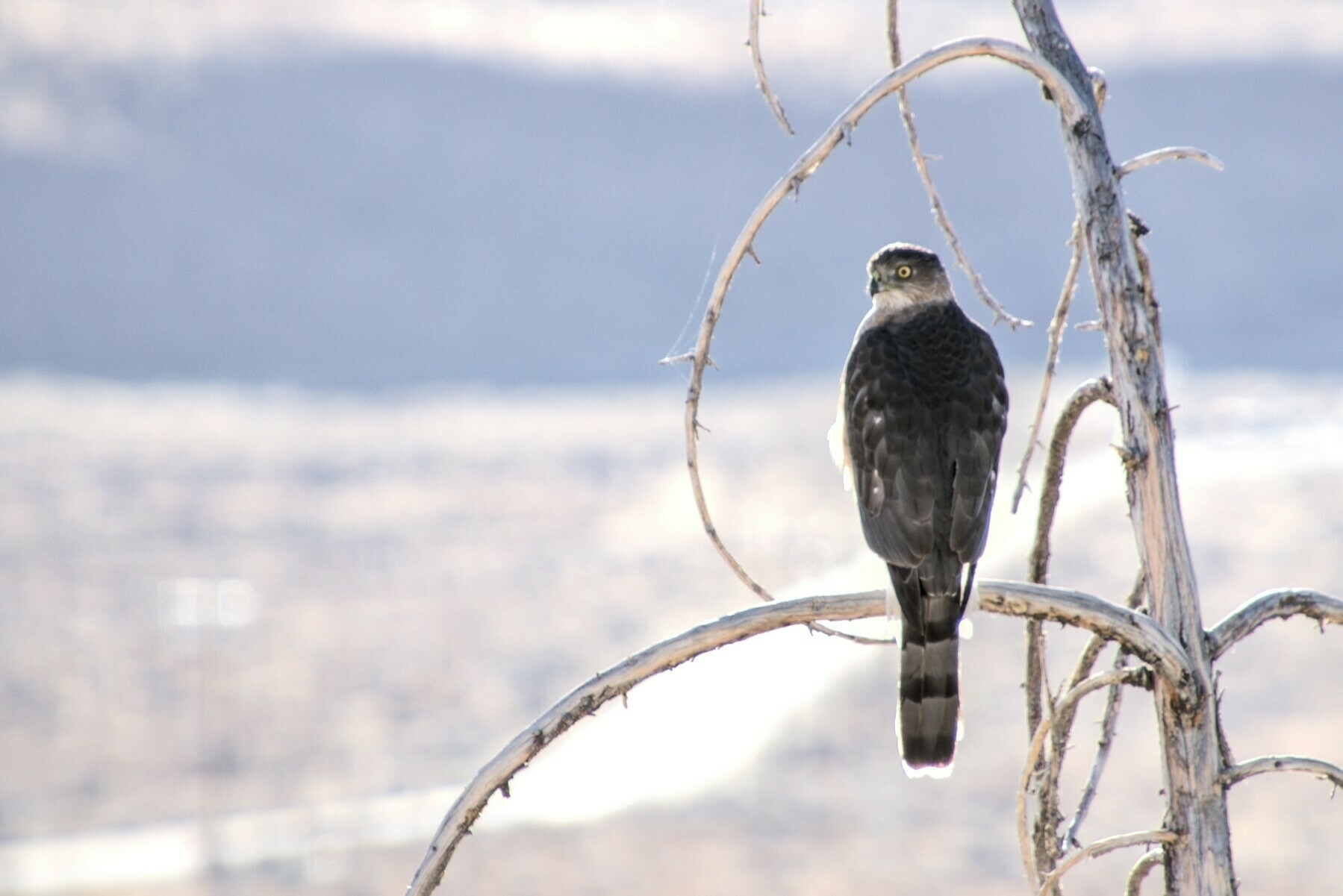 A small hawk sits in a dead tree, surveying the desert landscape.