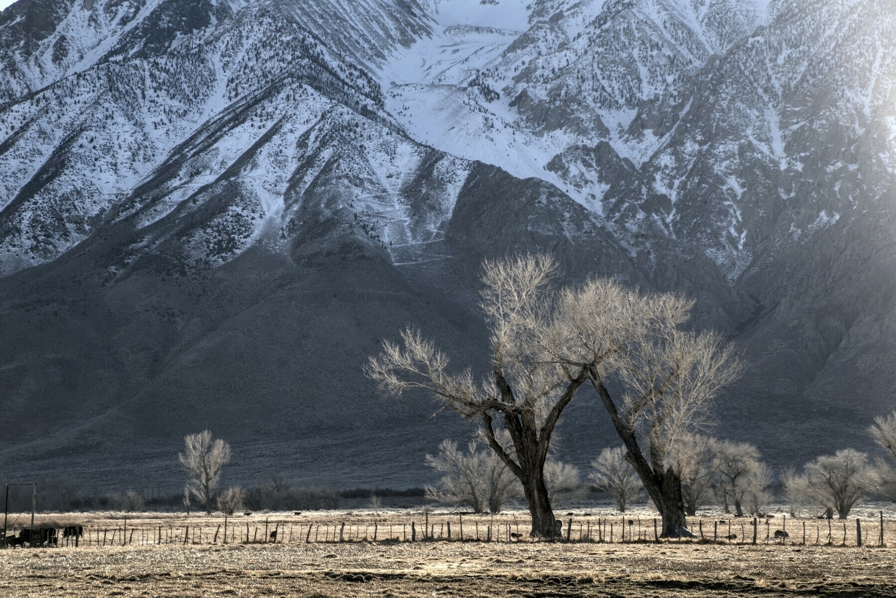 Two trees in a pasture lean to the left below a triangle of granite on a mountain face, seemingly taking the same angle as the triangle. 