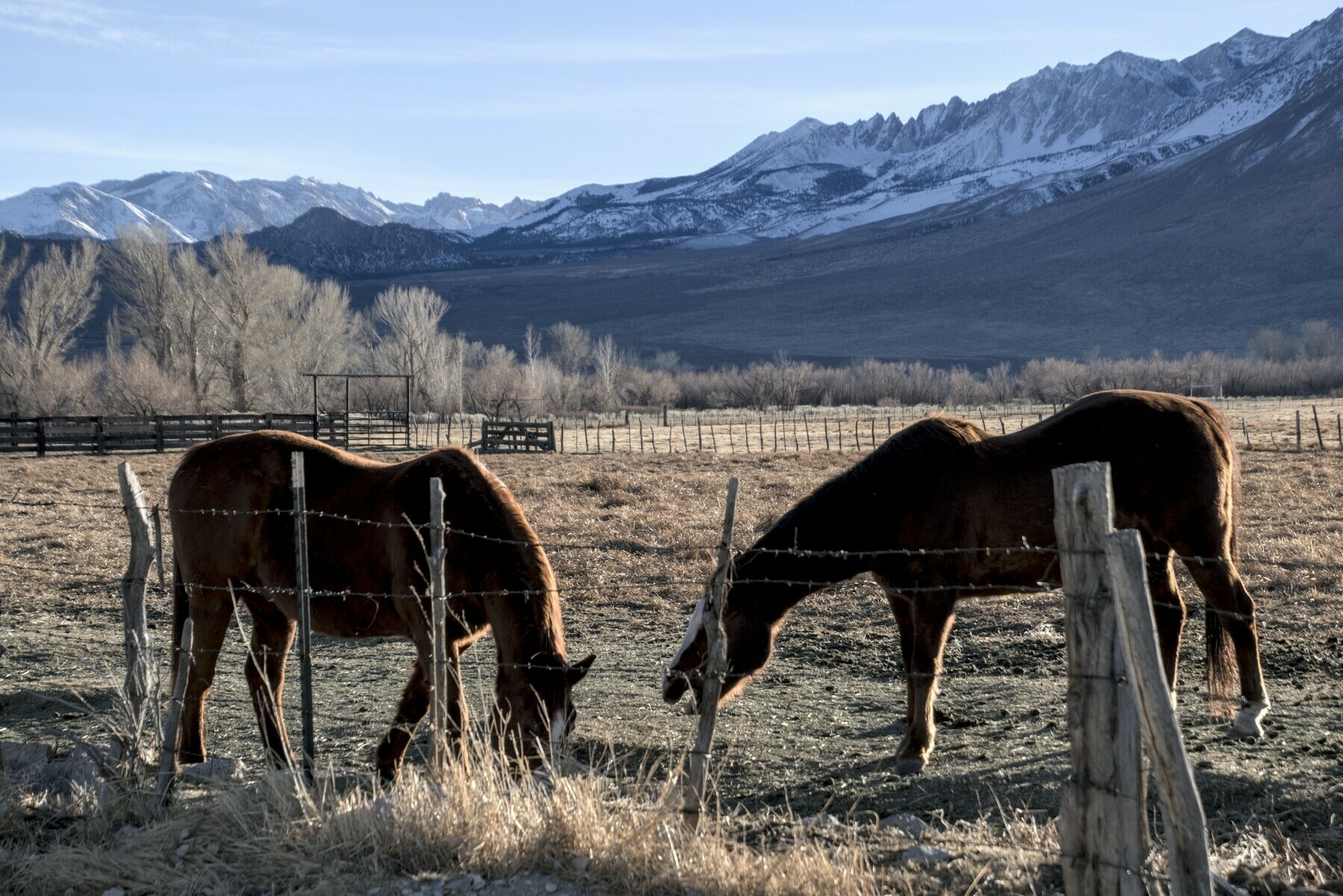 Two horses stand just beyond a pasture fence, eating from the ground. One has its head slightly raised, as if speaking between mouthfuls.