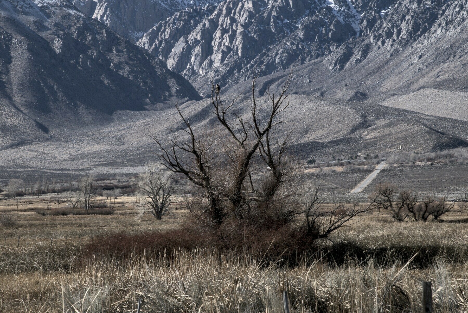 A cottonwood tree in a pasture stands alone, without leaves, with many fine branches. A granite mountain looms in the background.