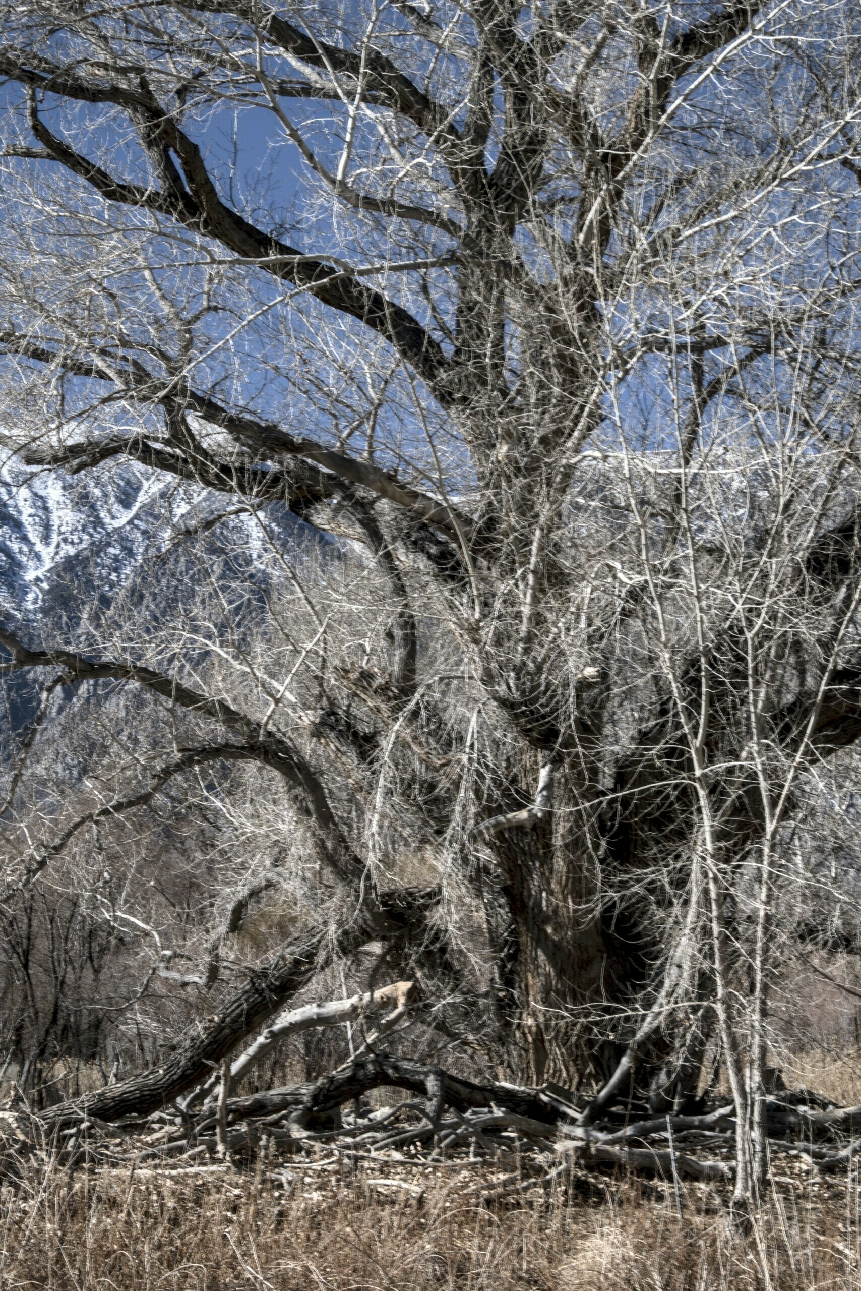 A tree, devoid of leaves, has a tangle of many small branches.