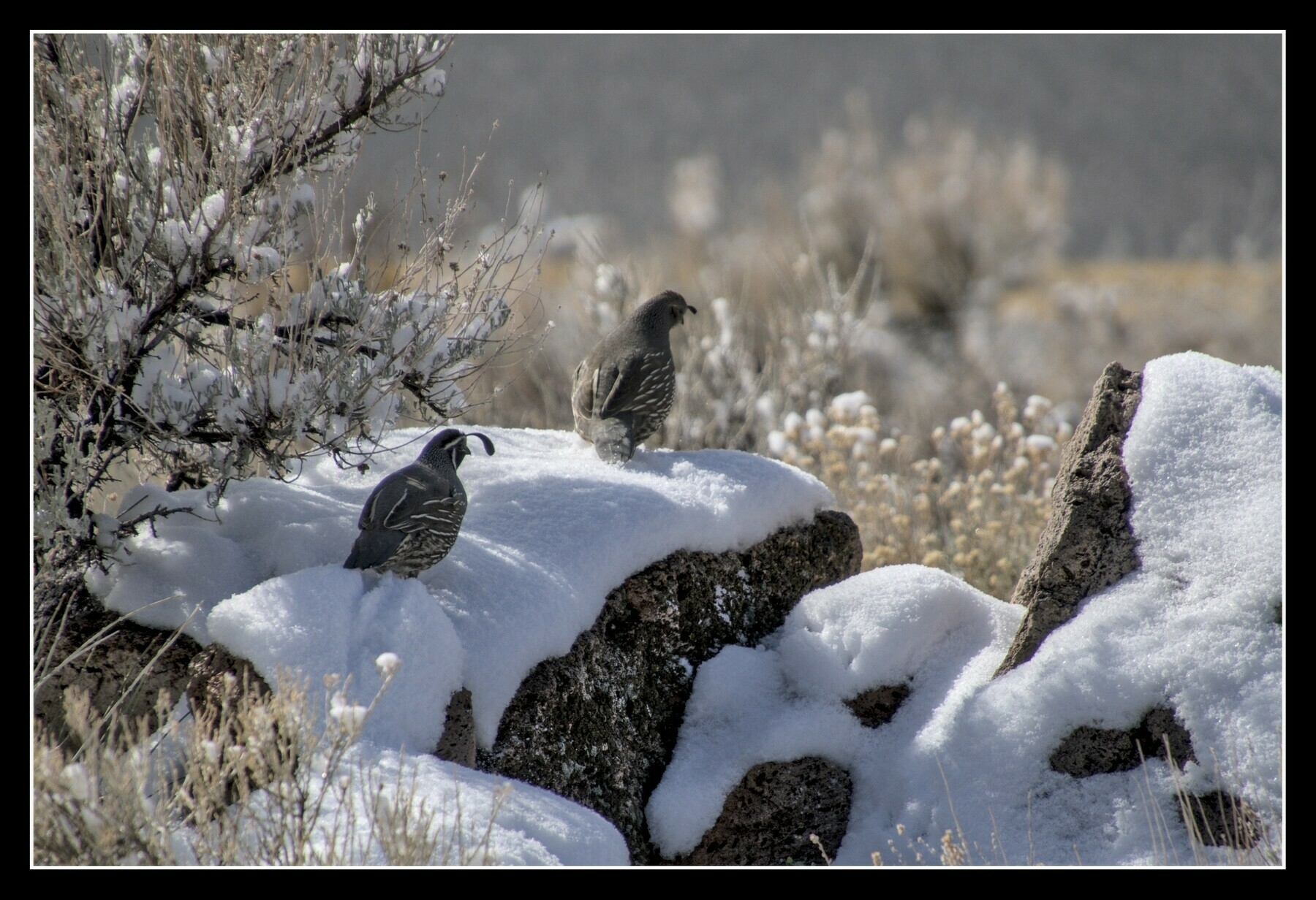 California Quail stand on a rock covered in snow amidst sagebrush.