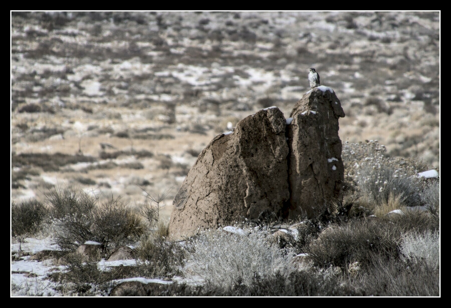 A hawk sits on a large rock in the middle of sagebrush and sand.