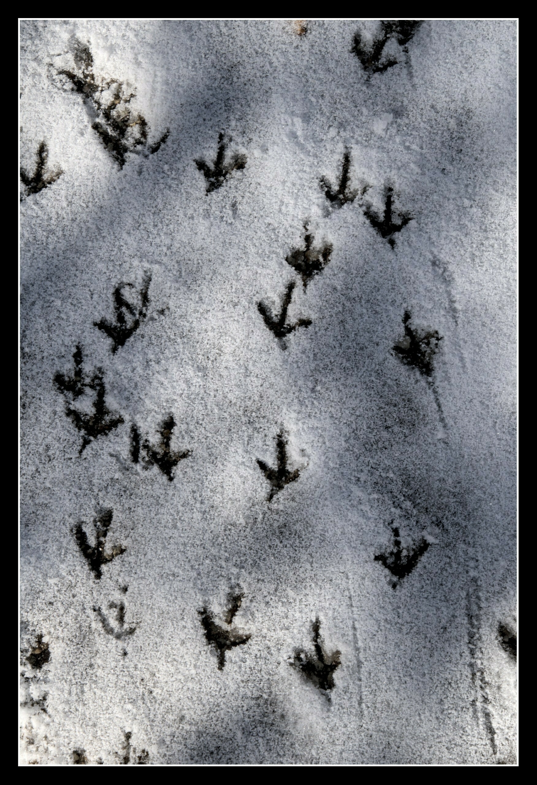 Bird tracks in snow, seen from above.