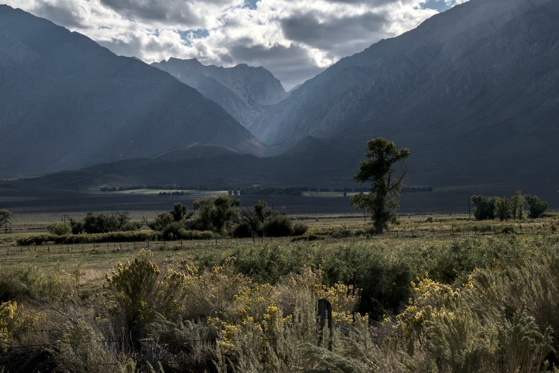 Yelow rabbit brush fills the flat floor of a mountain valley.