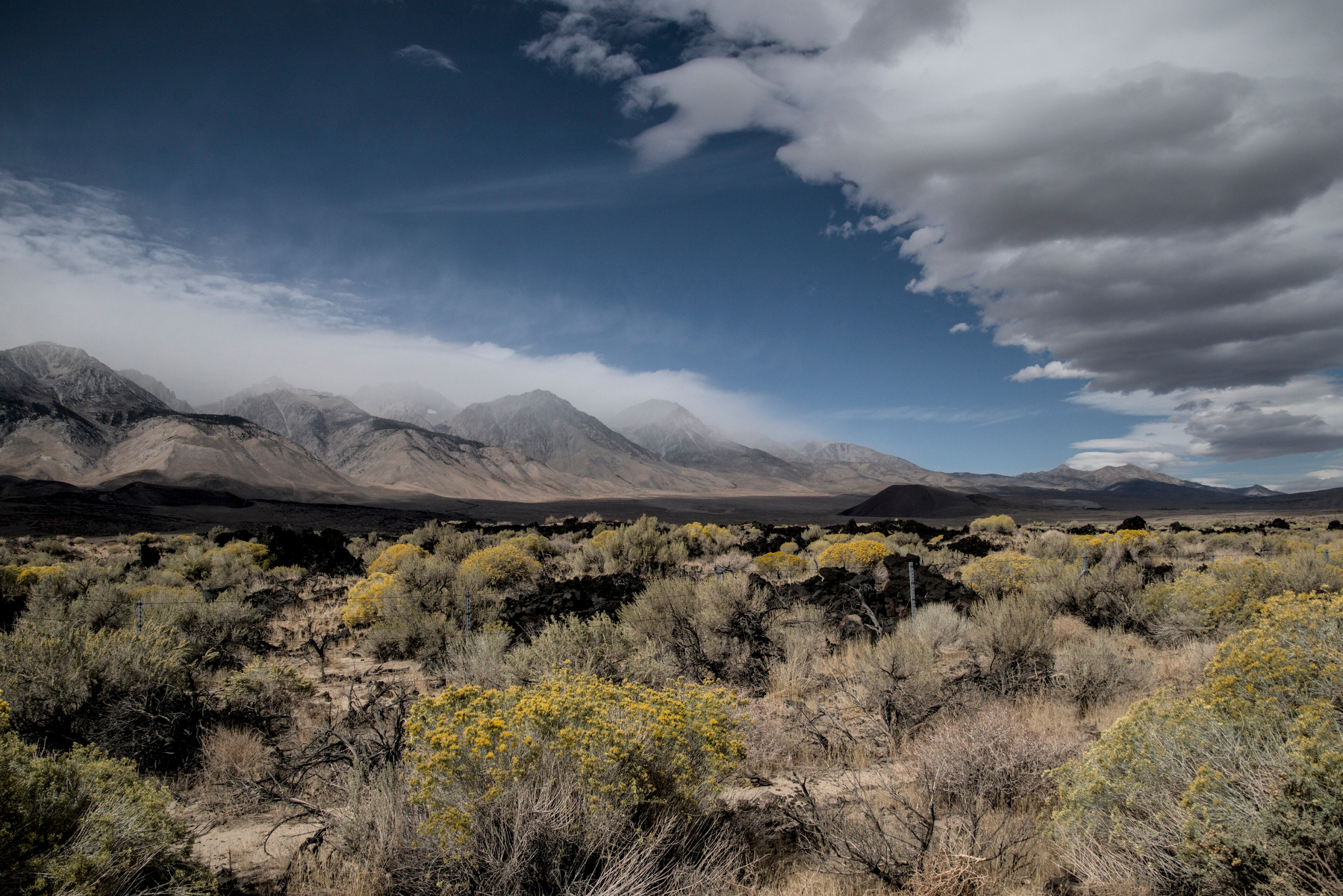 Bushes bloom yellow i the foreground on a flat plain, jagged mountains rise in the background, while clouds rise in a long line over the plain.